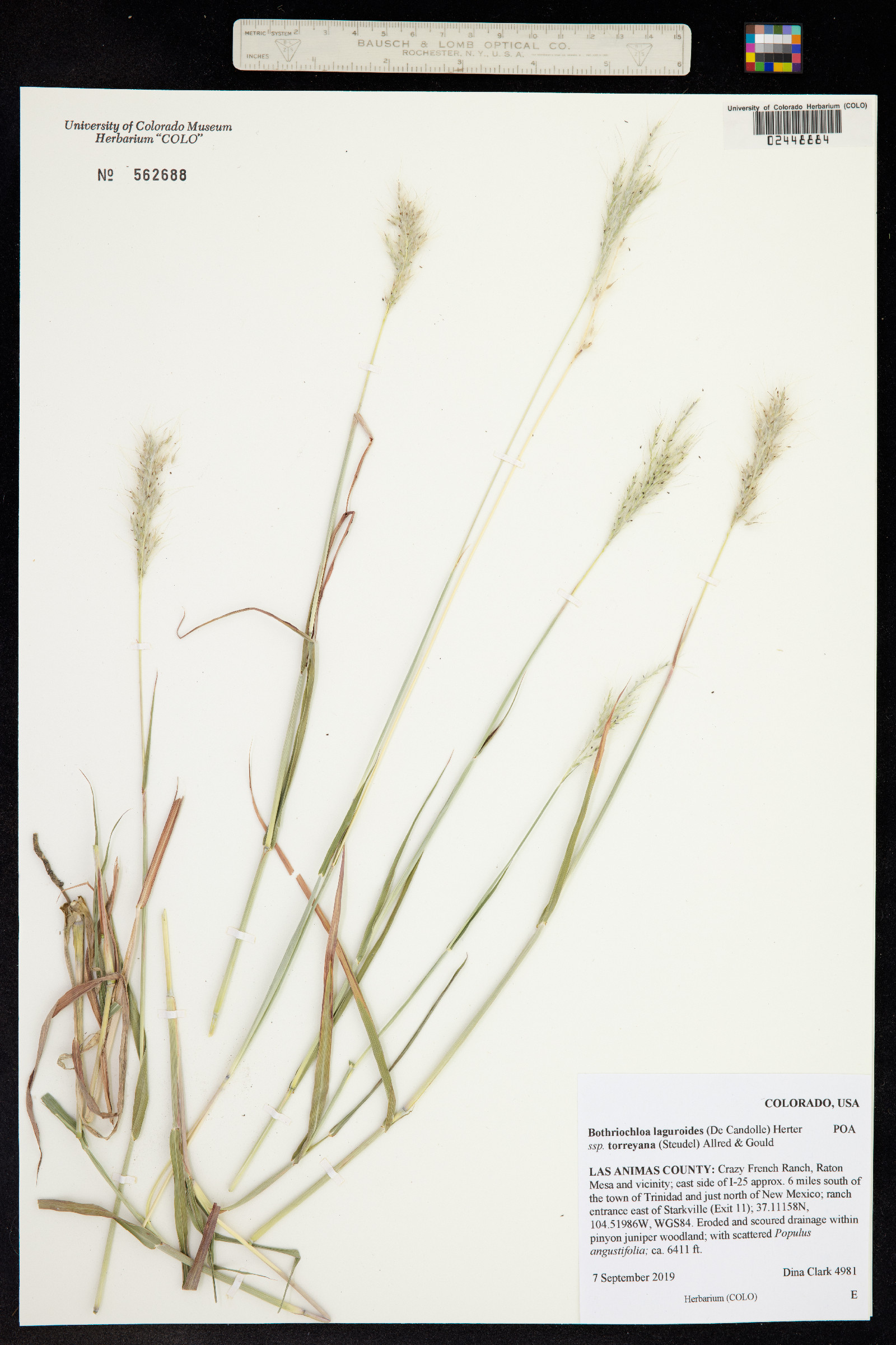 Bothriochloa image