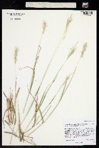 Bothriochloa laguroides subsp. torreyana image