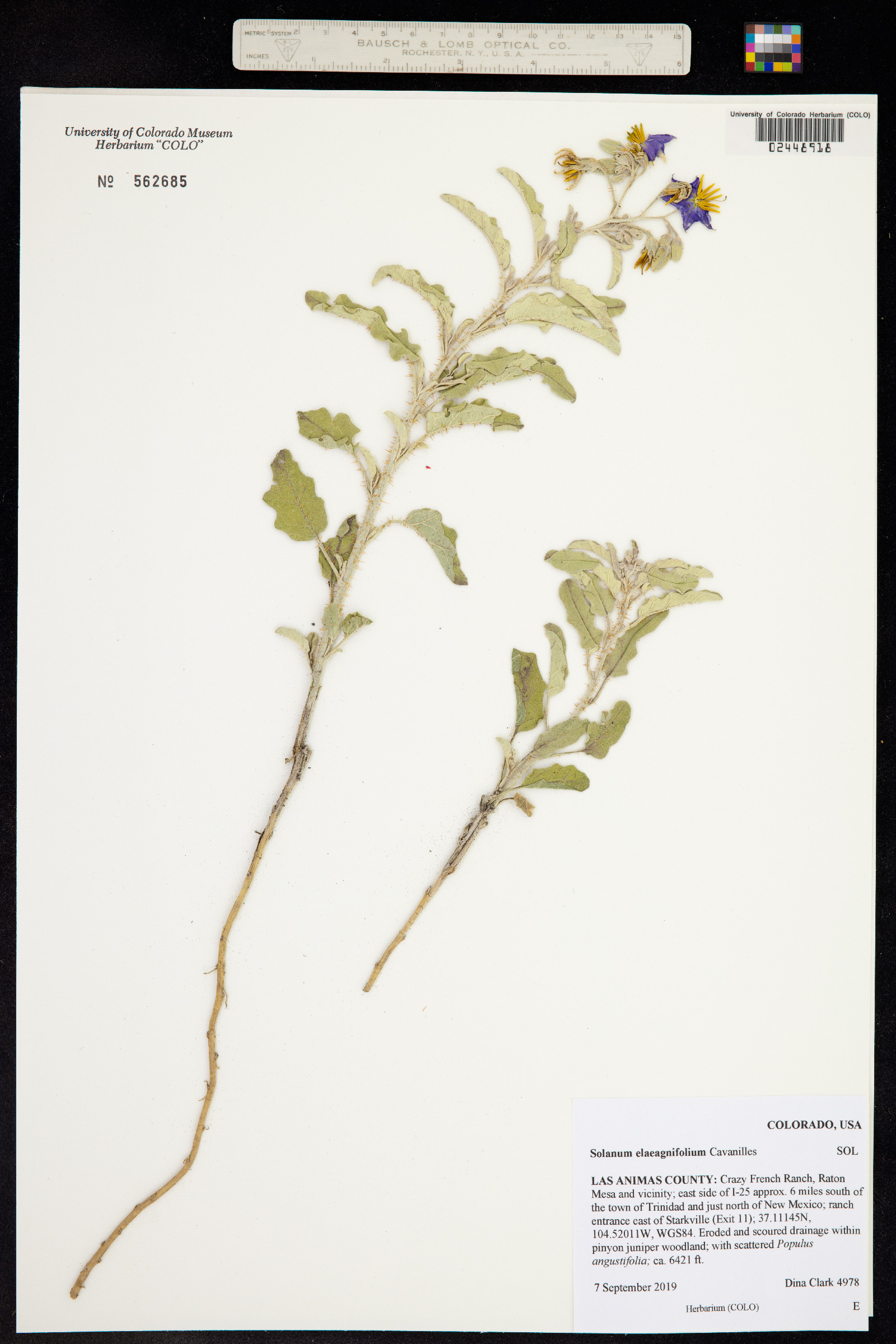 Solanum elaeagnifolium image