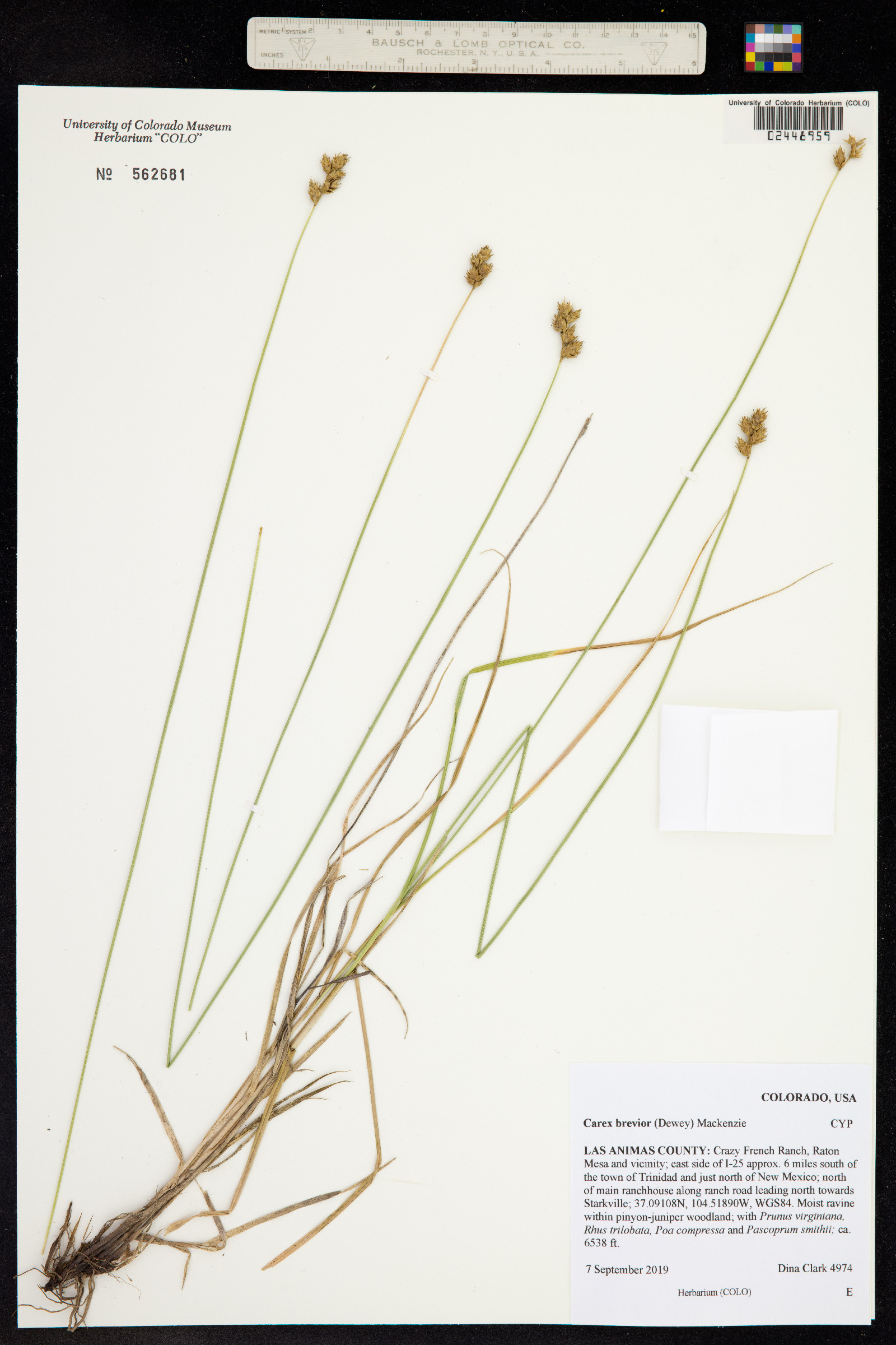 Carex brevior image