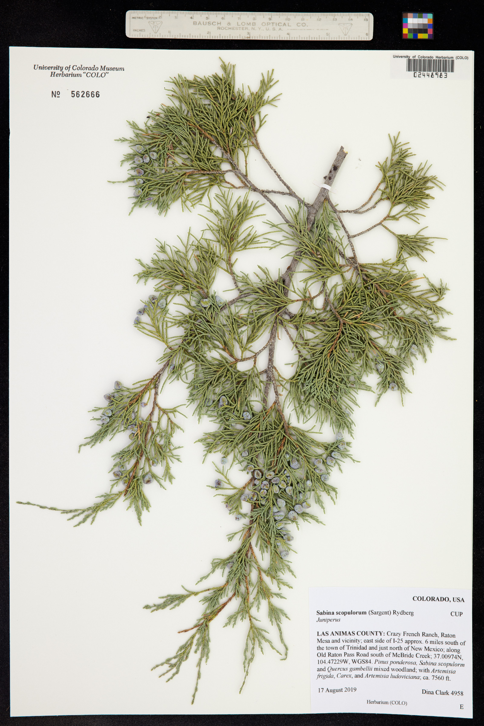 Juniperus scopulorum image