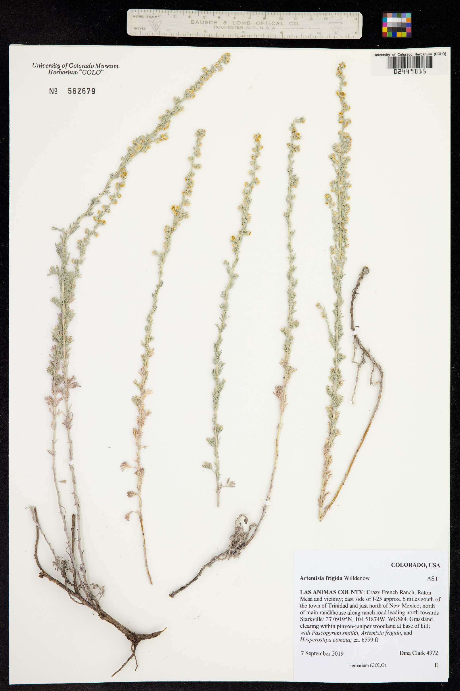 Artemisia frigida image