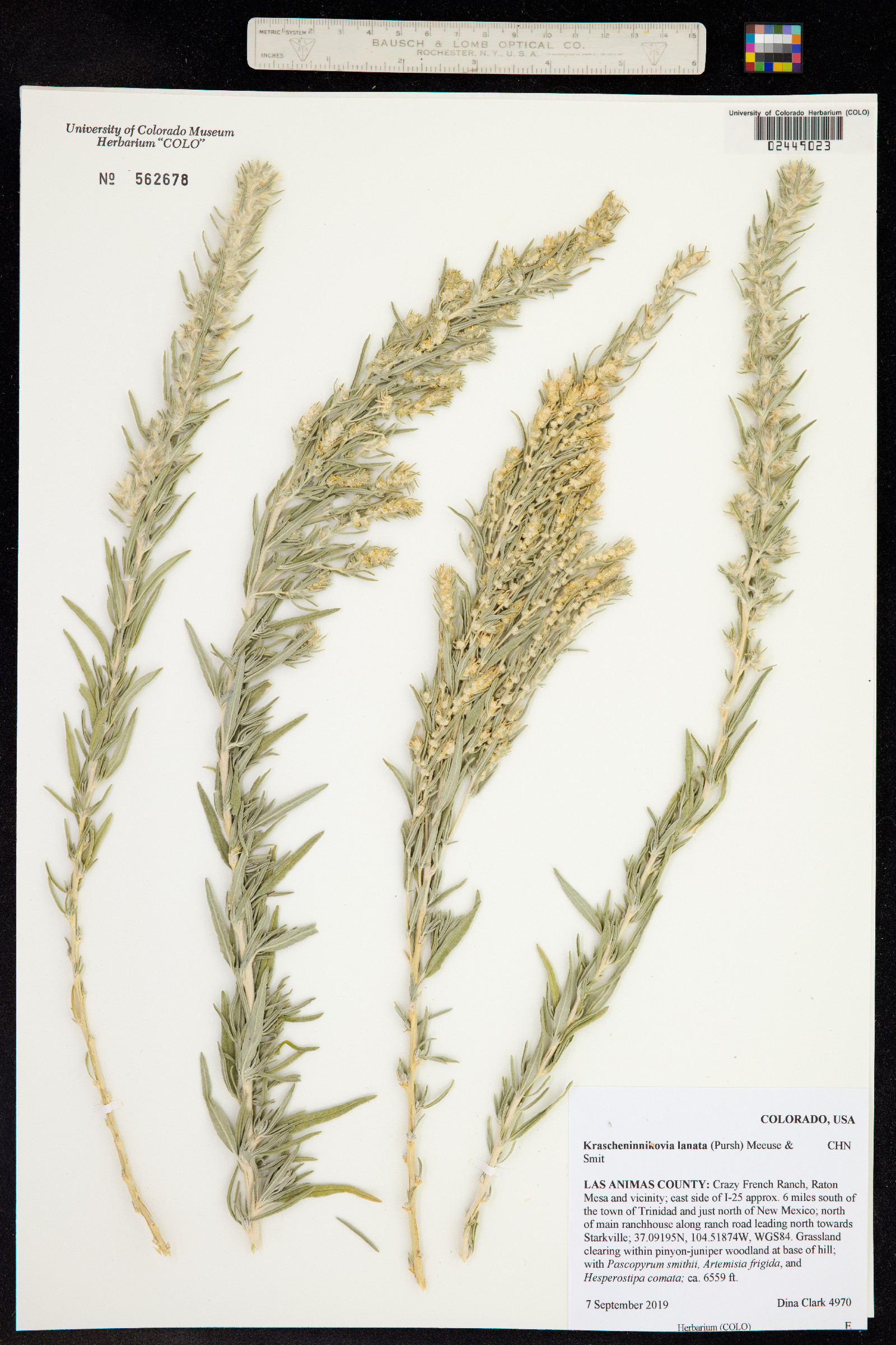 Krascheninnikovia lanata image