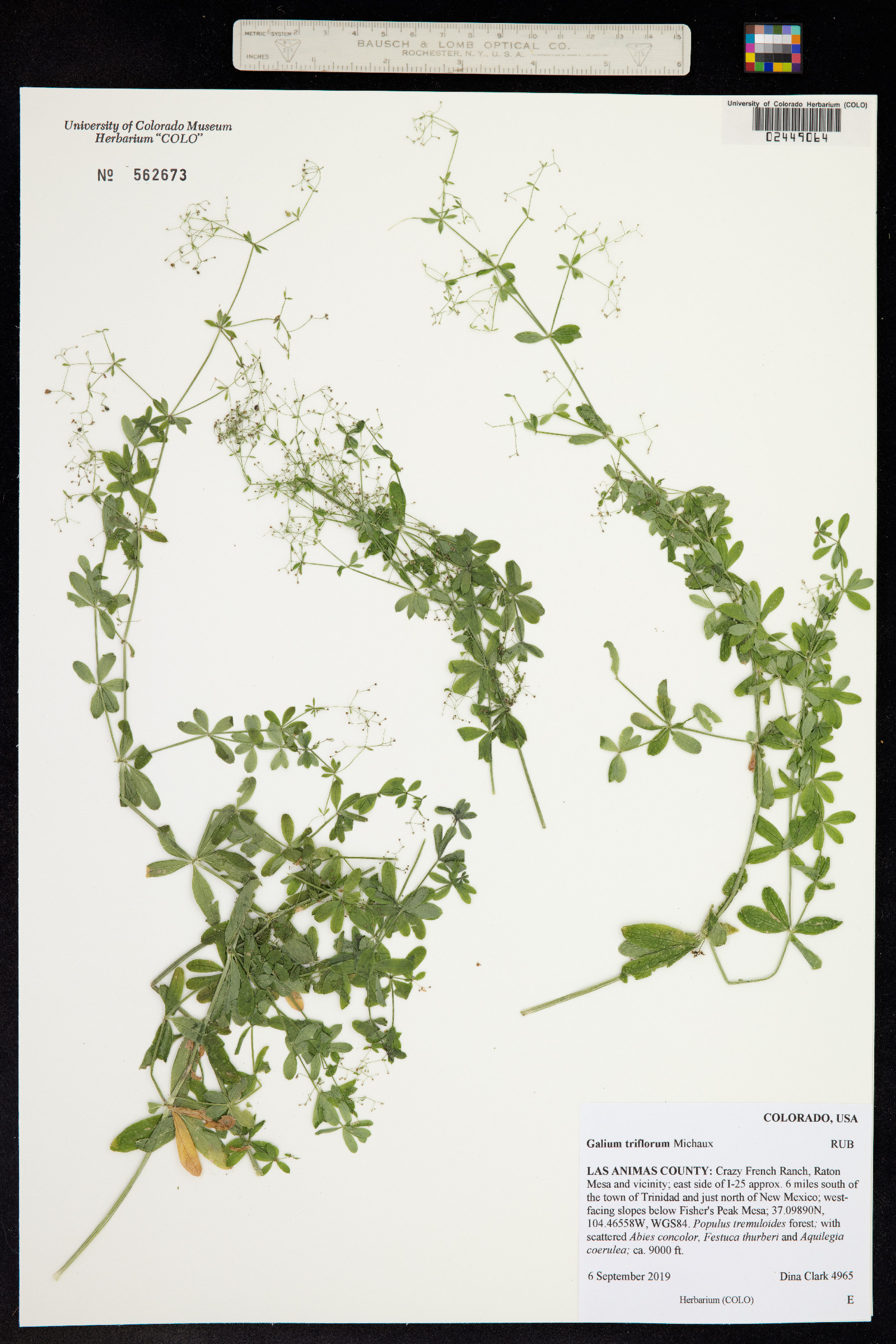 Galium triflorum image