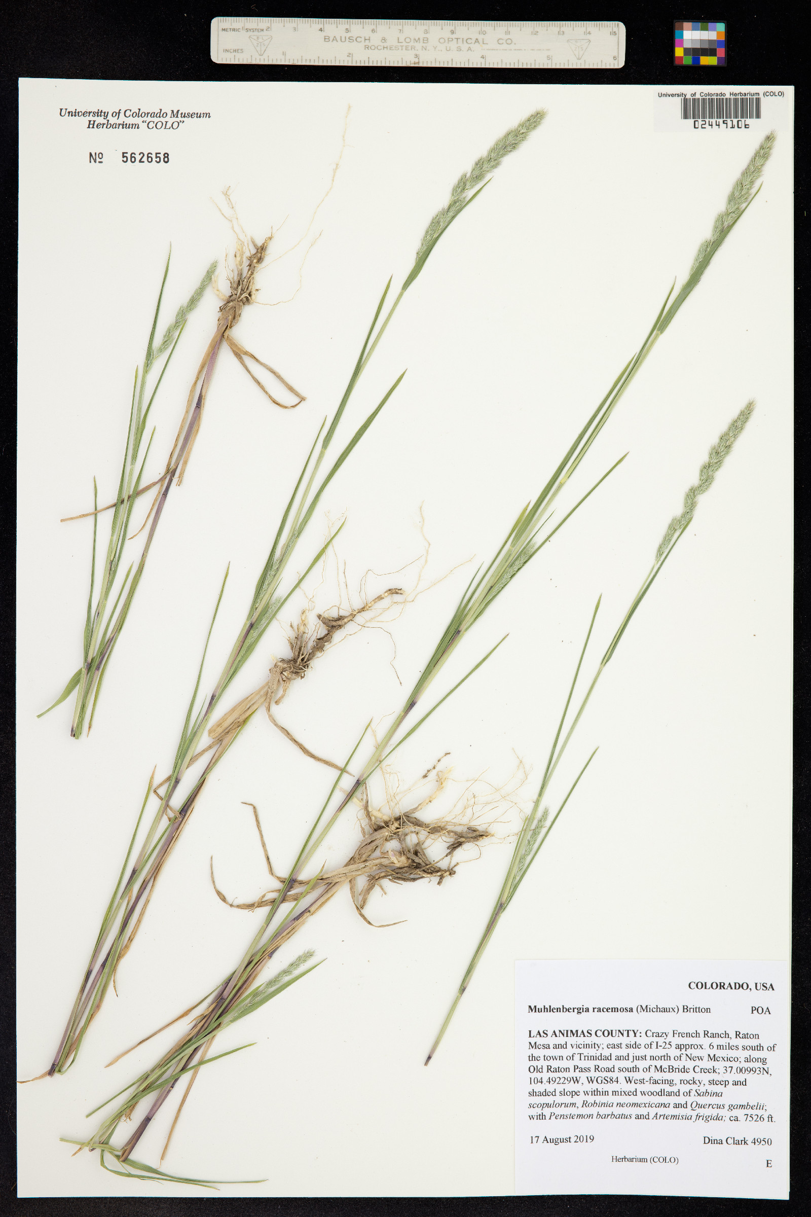 Muhlenbergia racemosa image