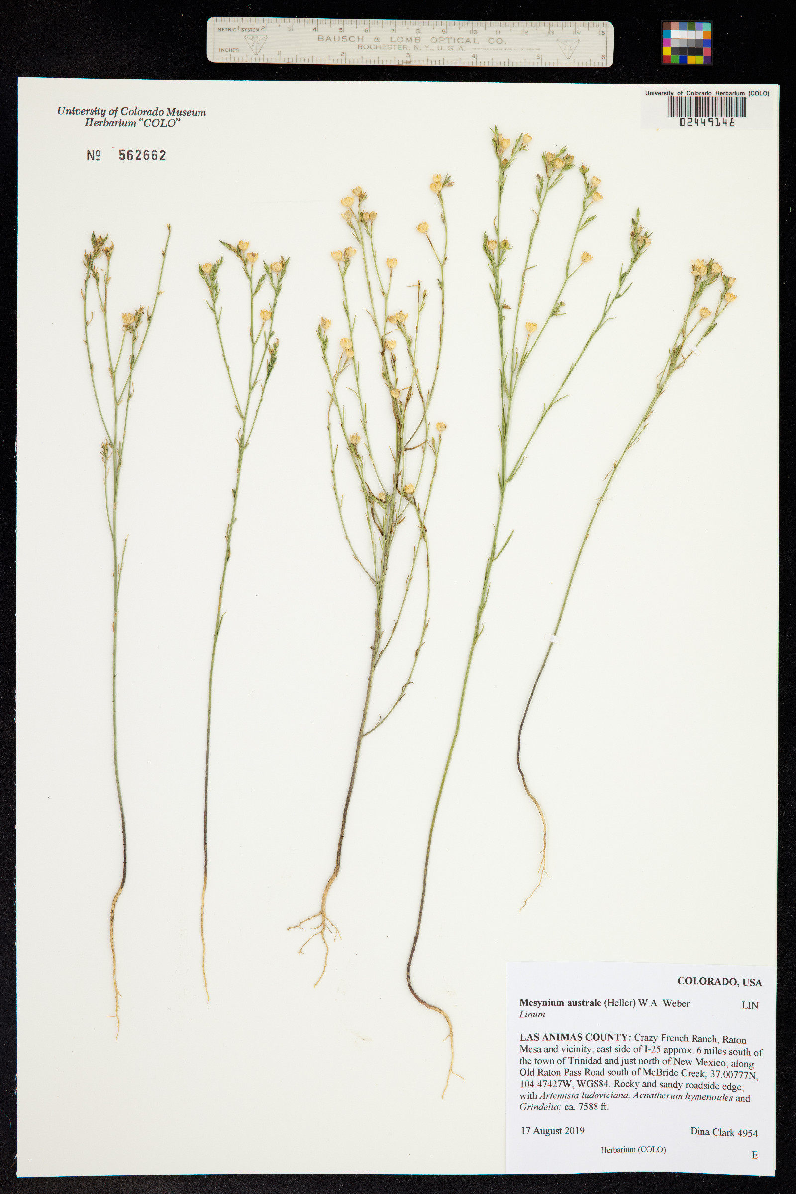 Linum australe var. australe image