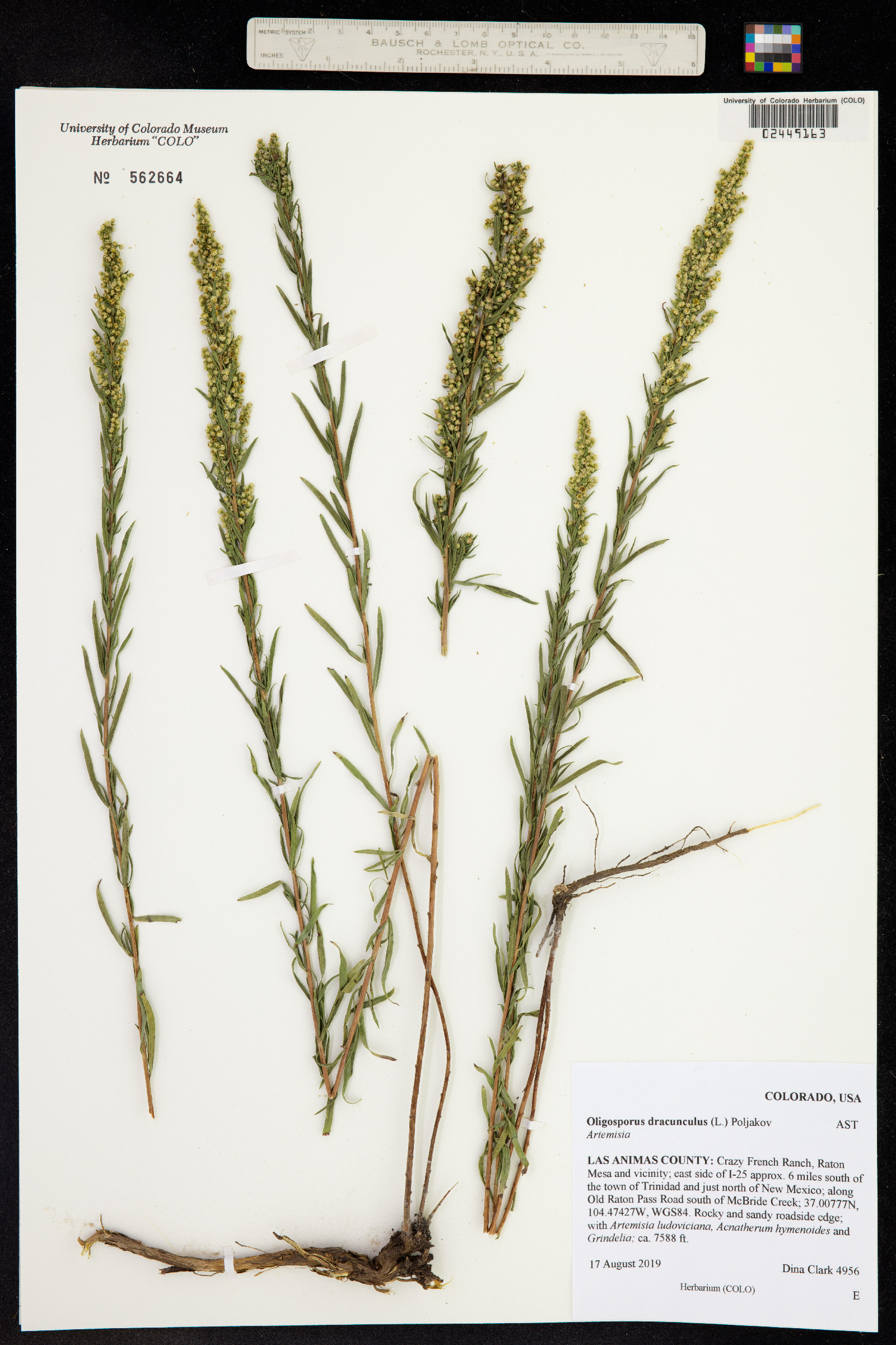 Artemisia dracunculus image