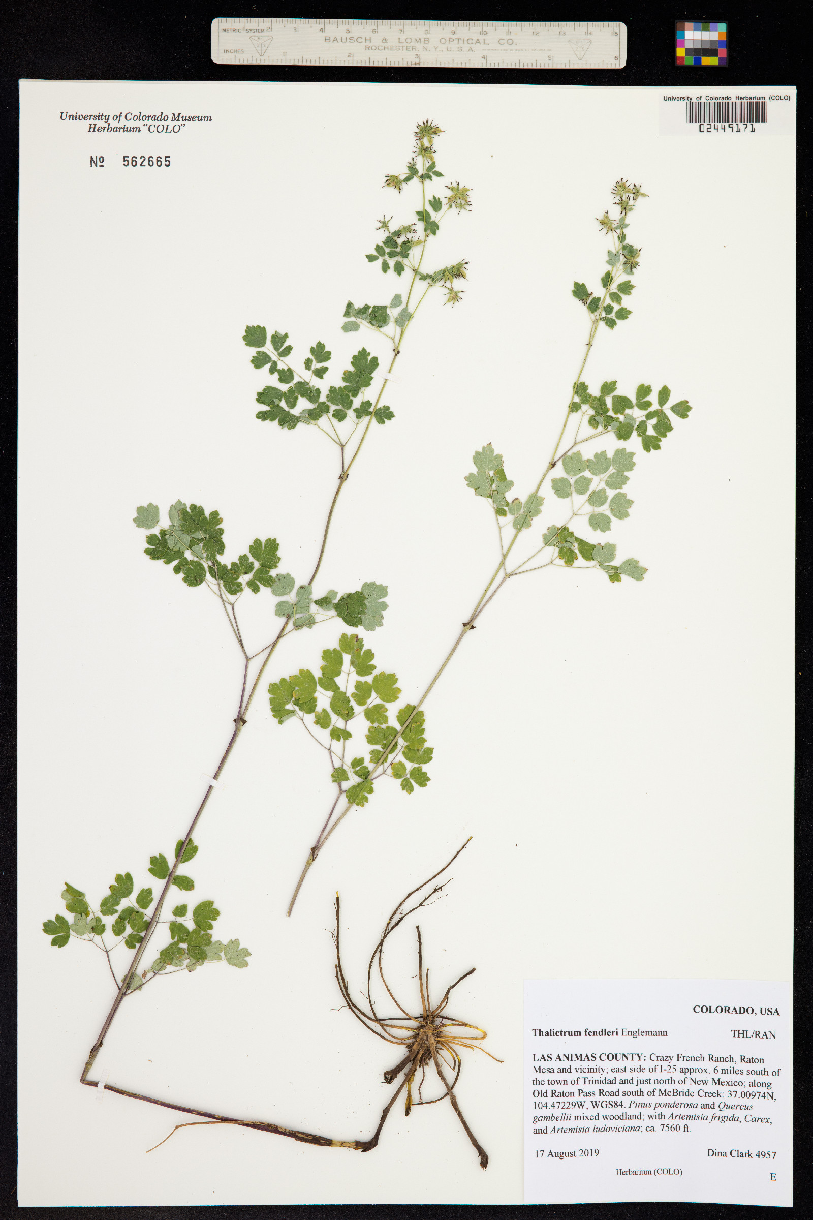 Thalictrum fendleri image