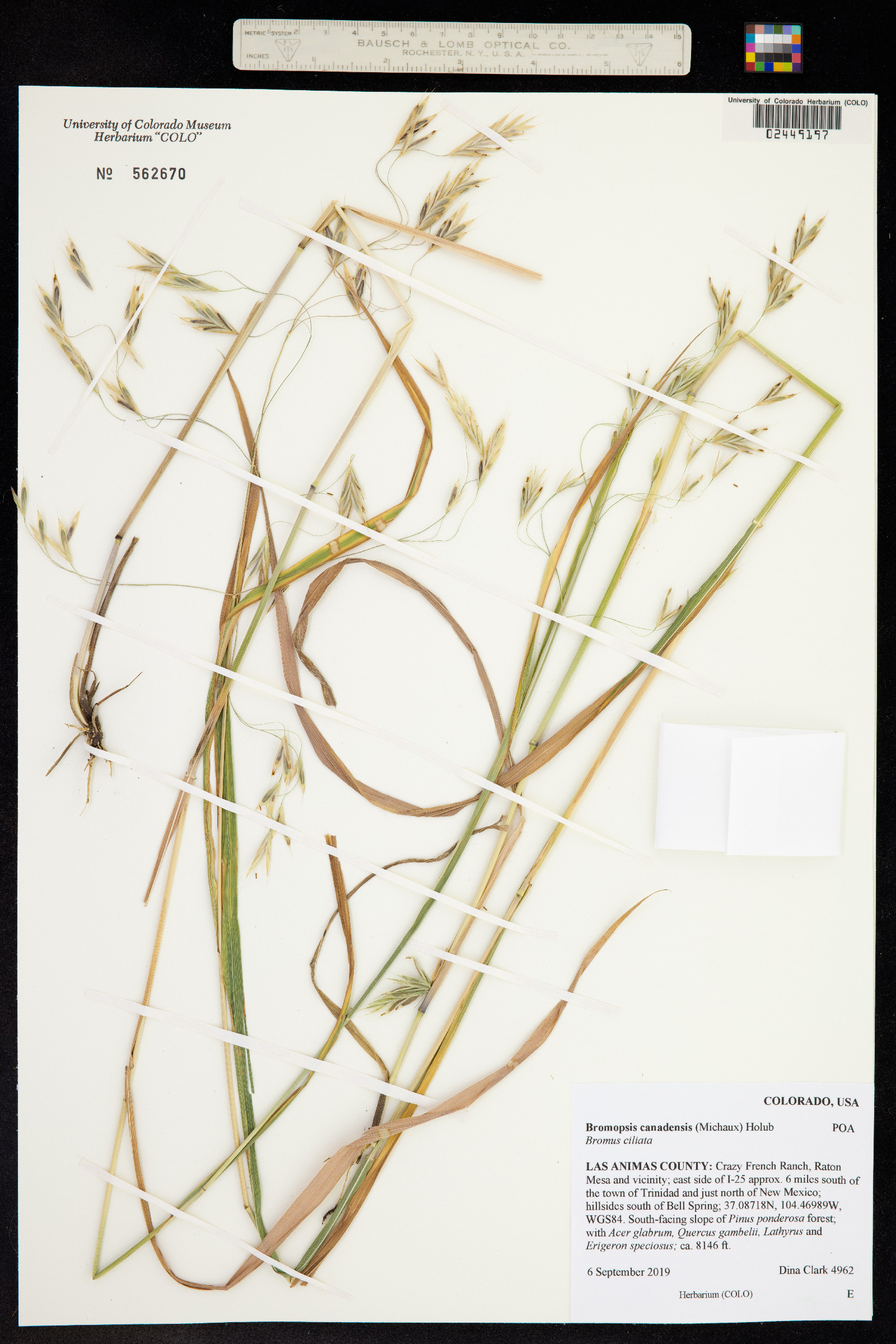 Bromus ciliatus image