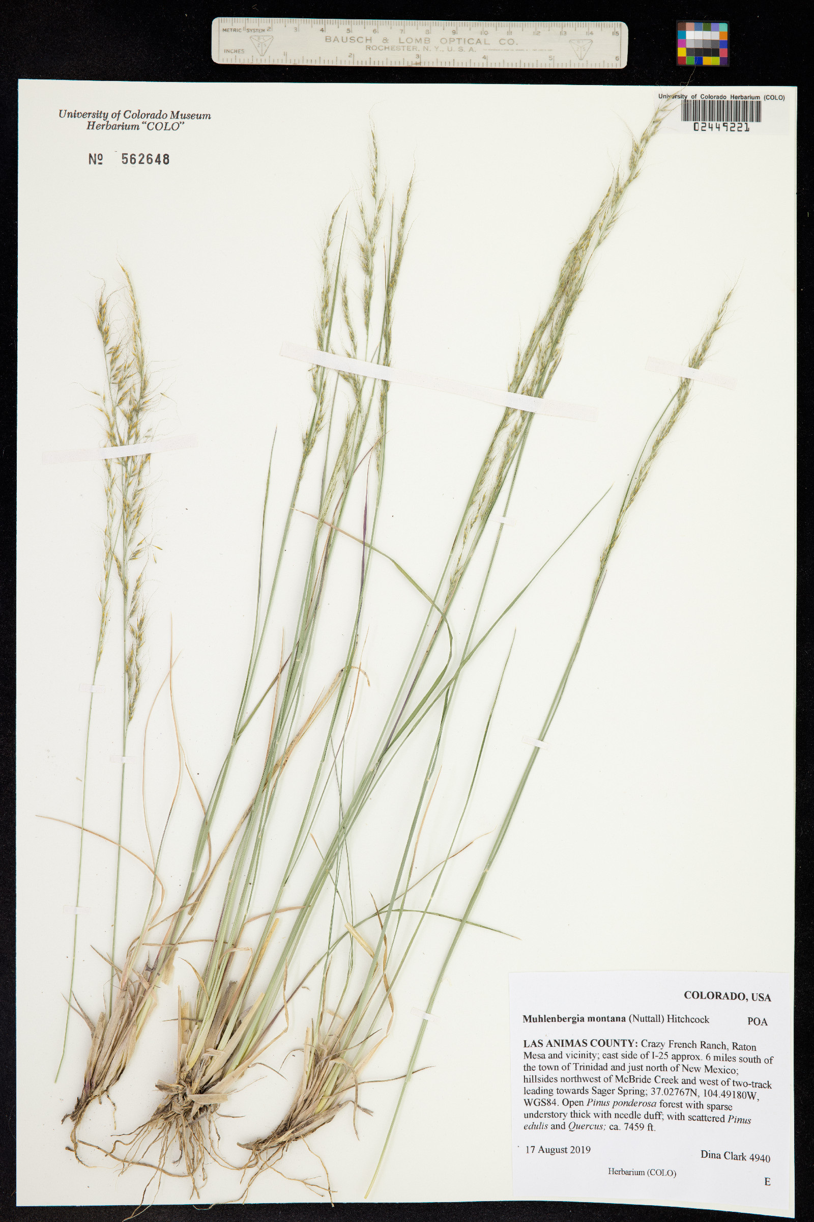 Muhlenbergia montana image