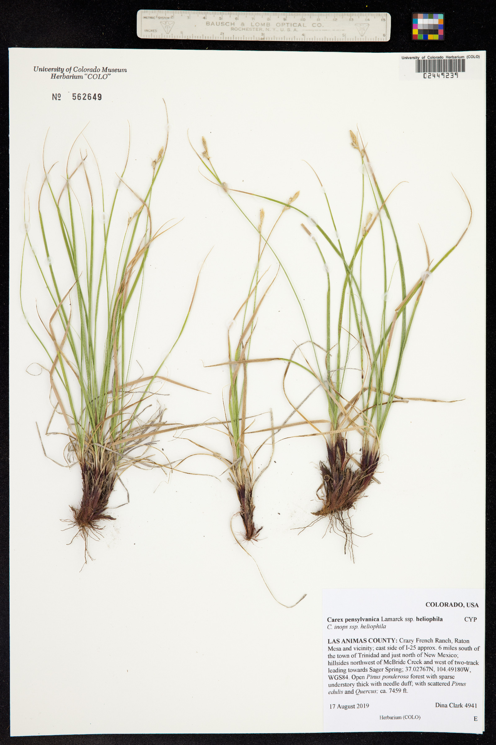 Carex pensylvanica image