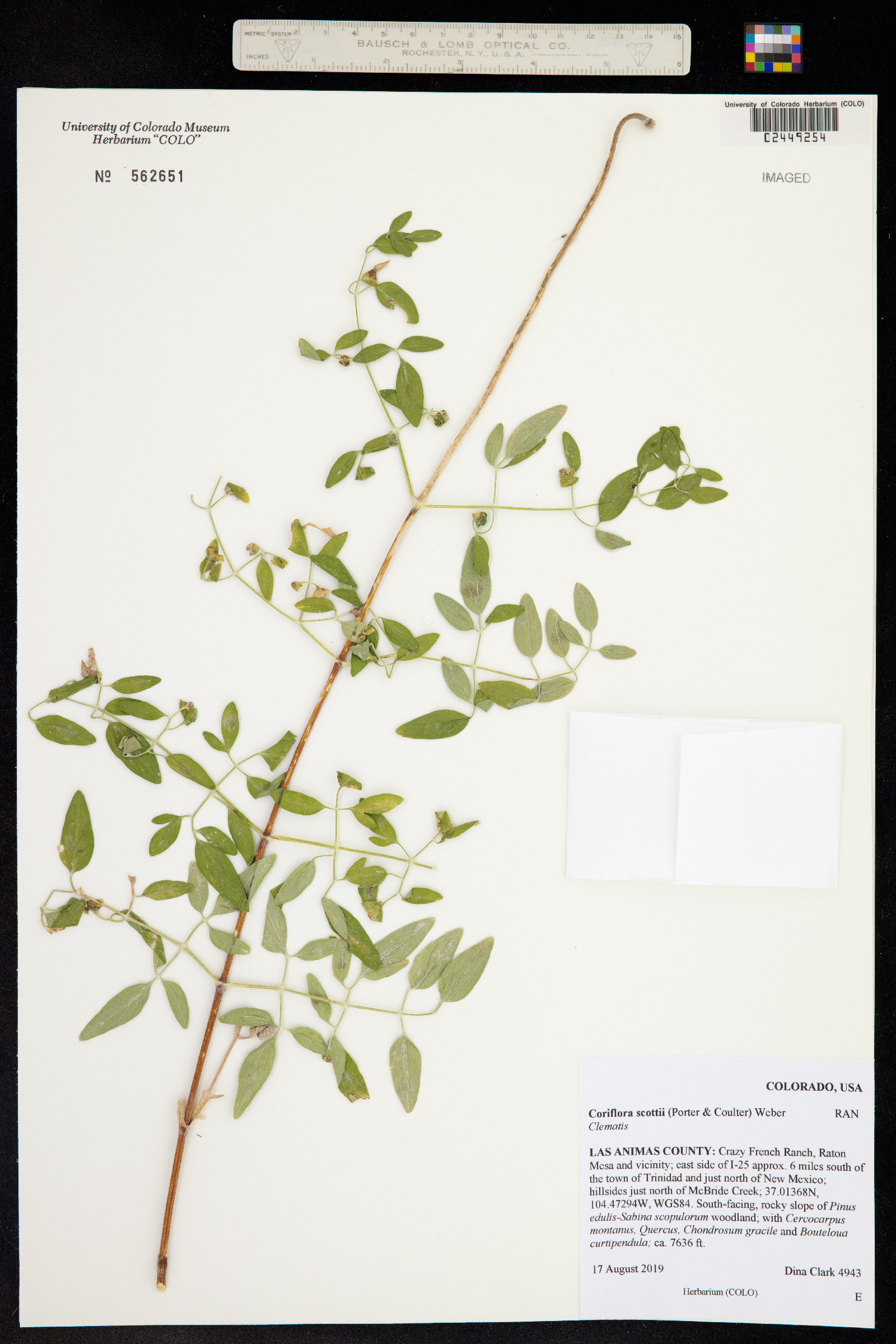 Clematis hirsutissima var. scottii image