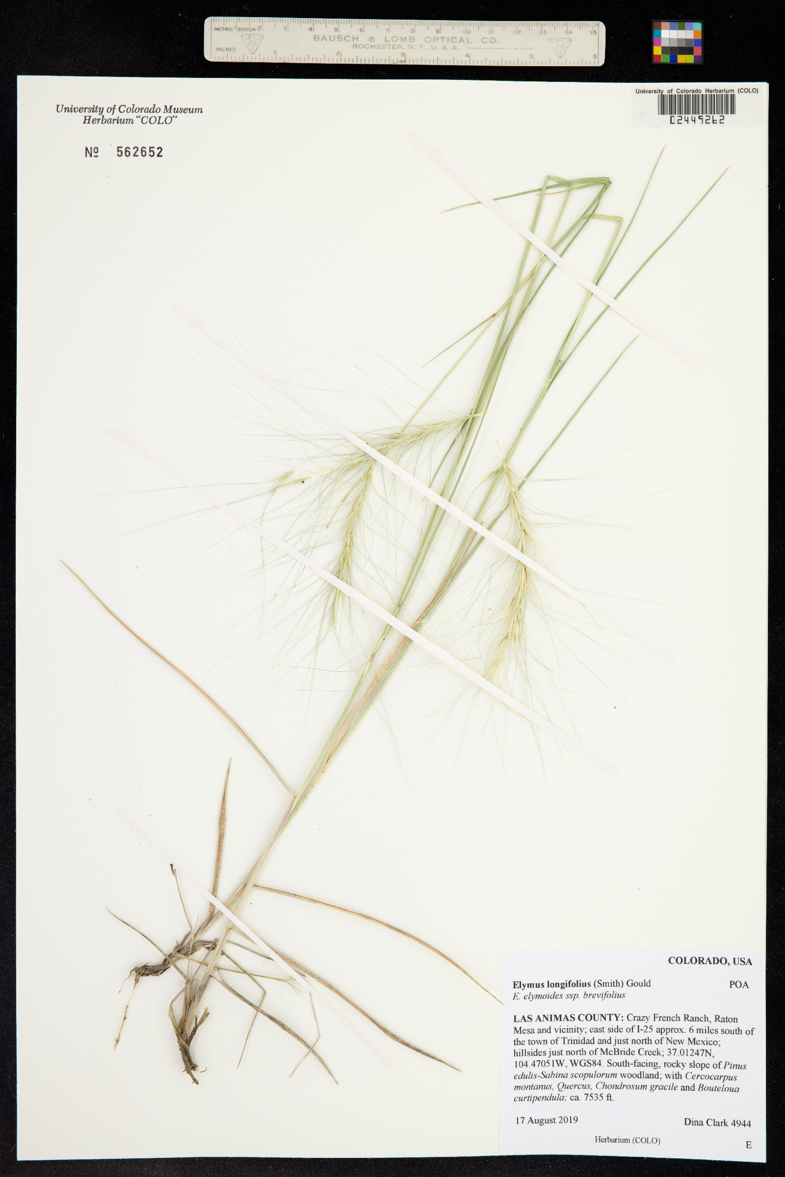 Elymus elymoides image