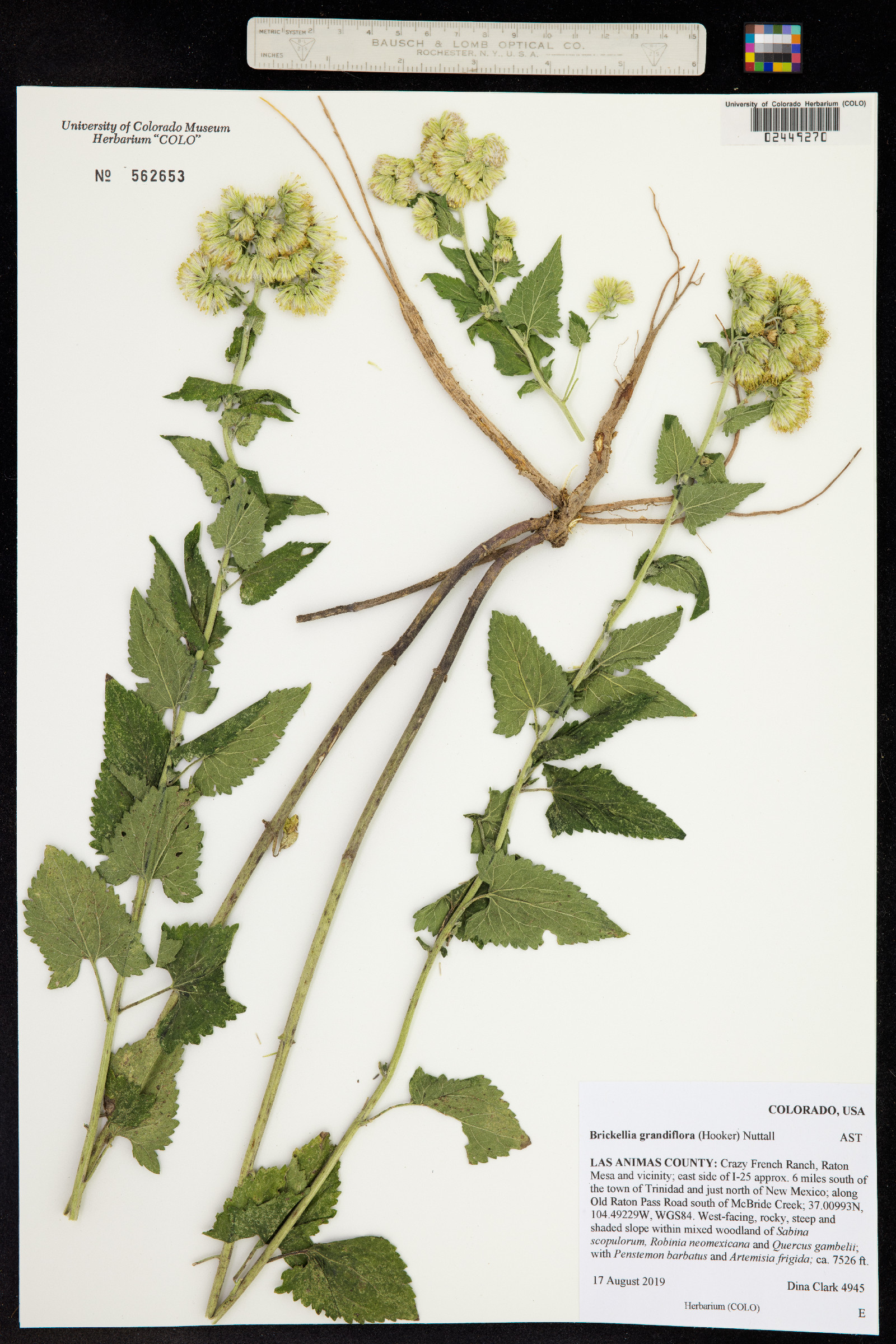 Brickellia grandiflora image