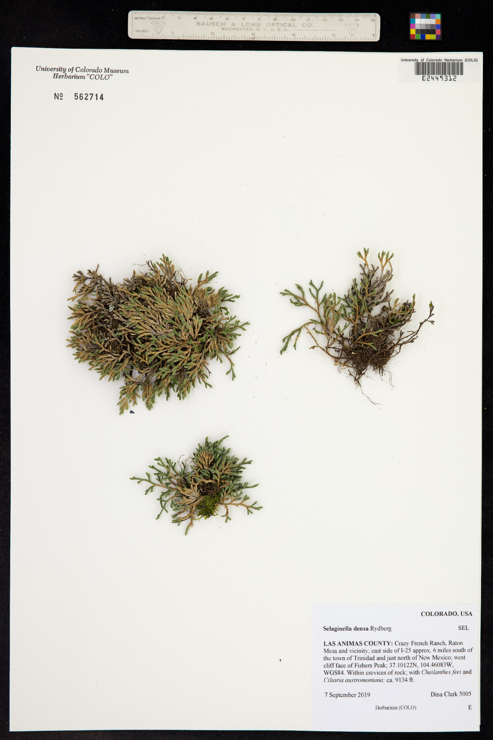 Selaginella densa image