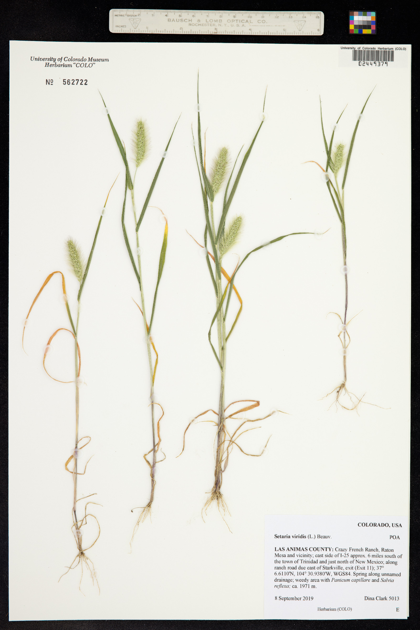 Setaria viridis image