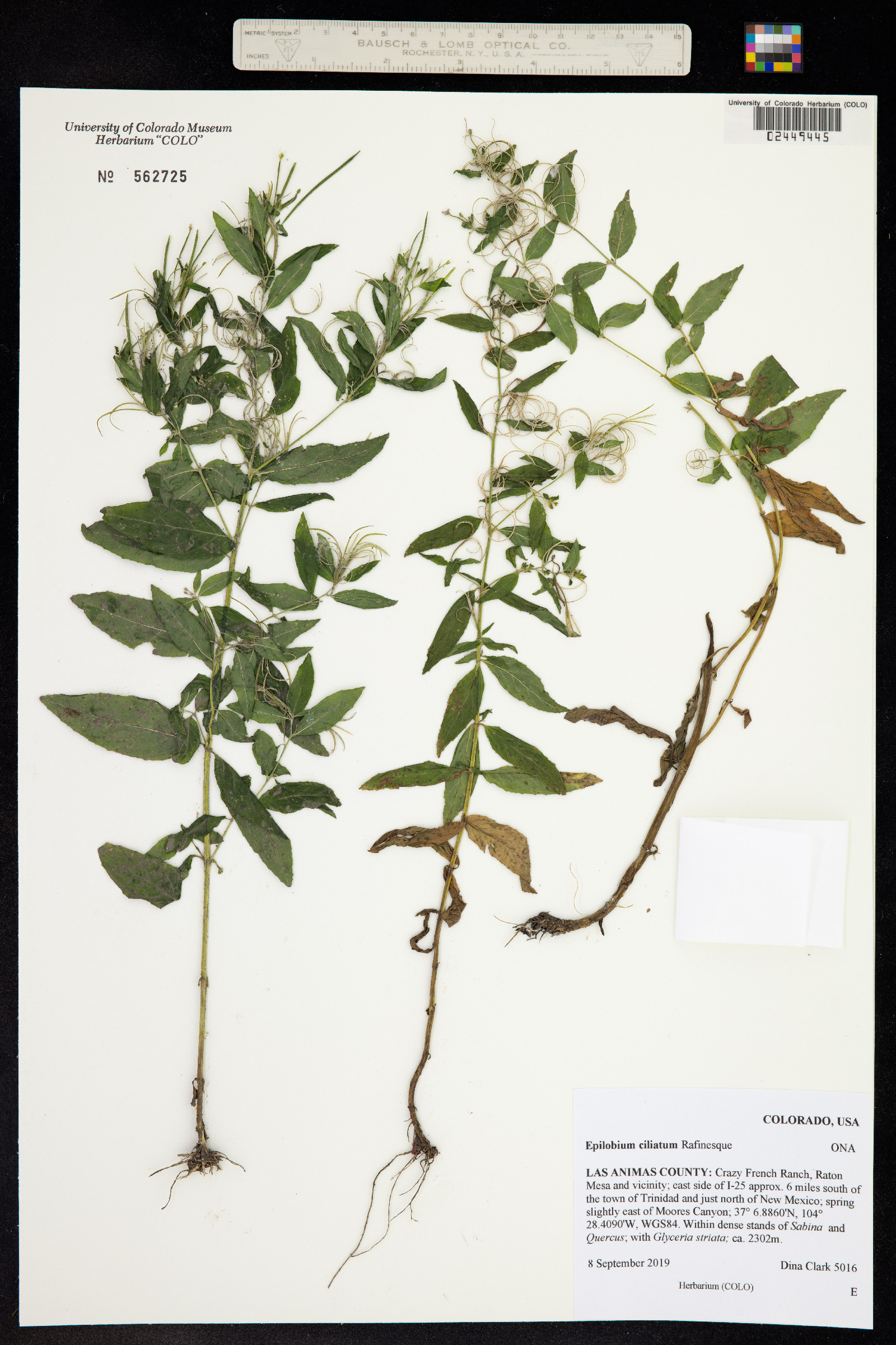 Epilobium ciliatum image