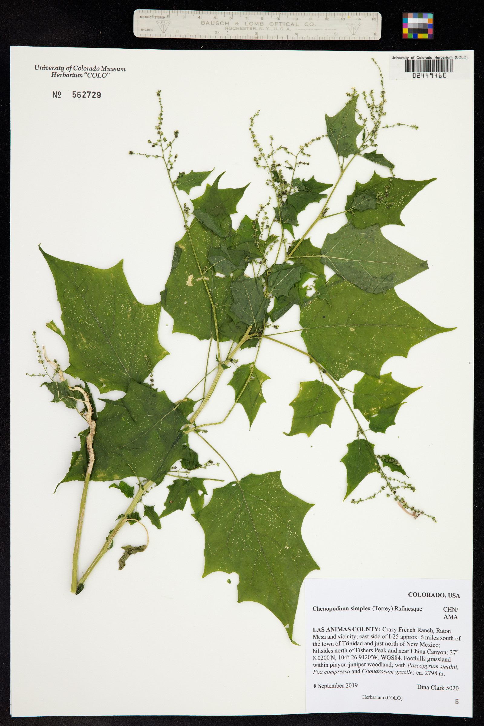Chenopodium simplex image