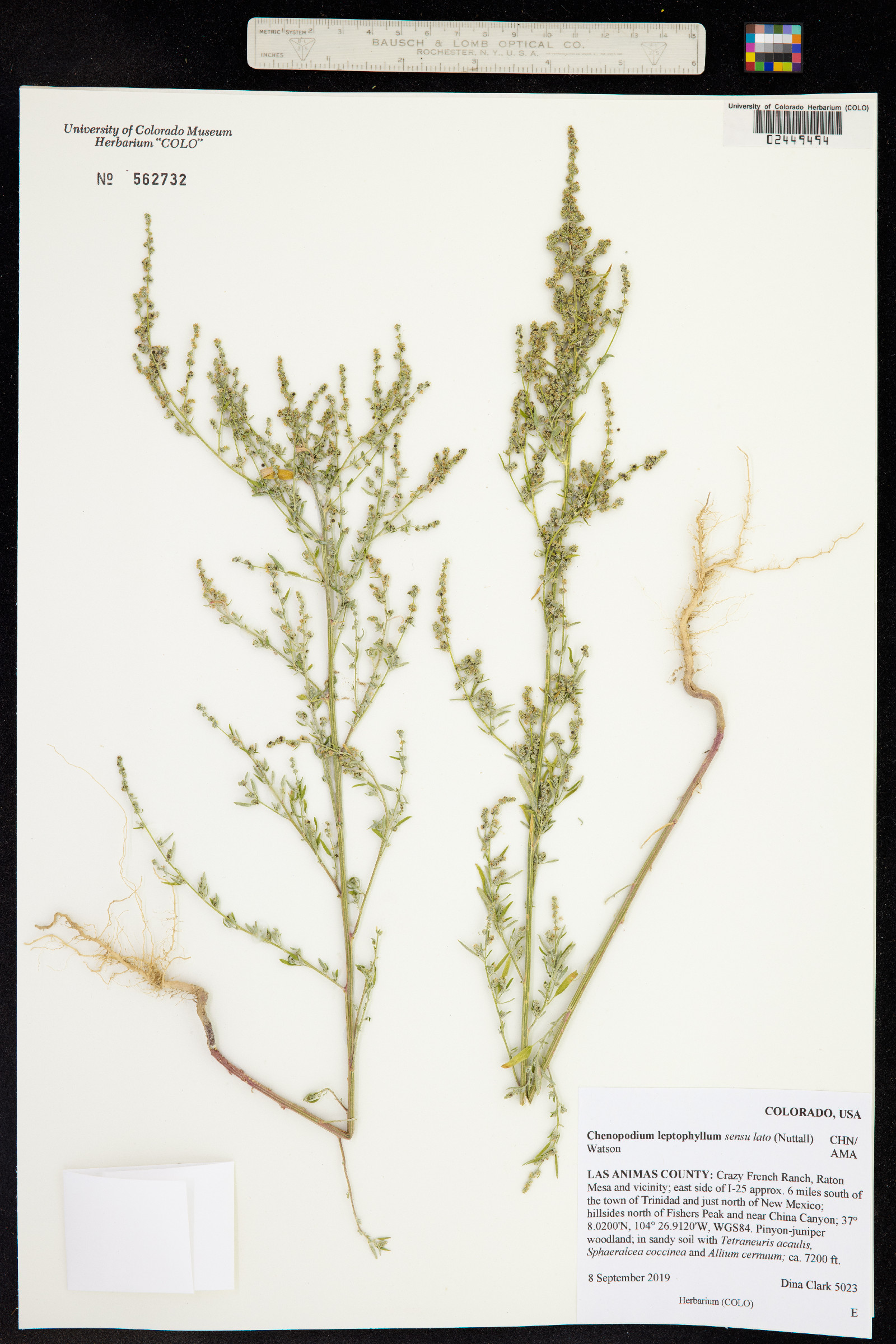 Chenopodium leptophyllum image