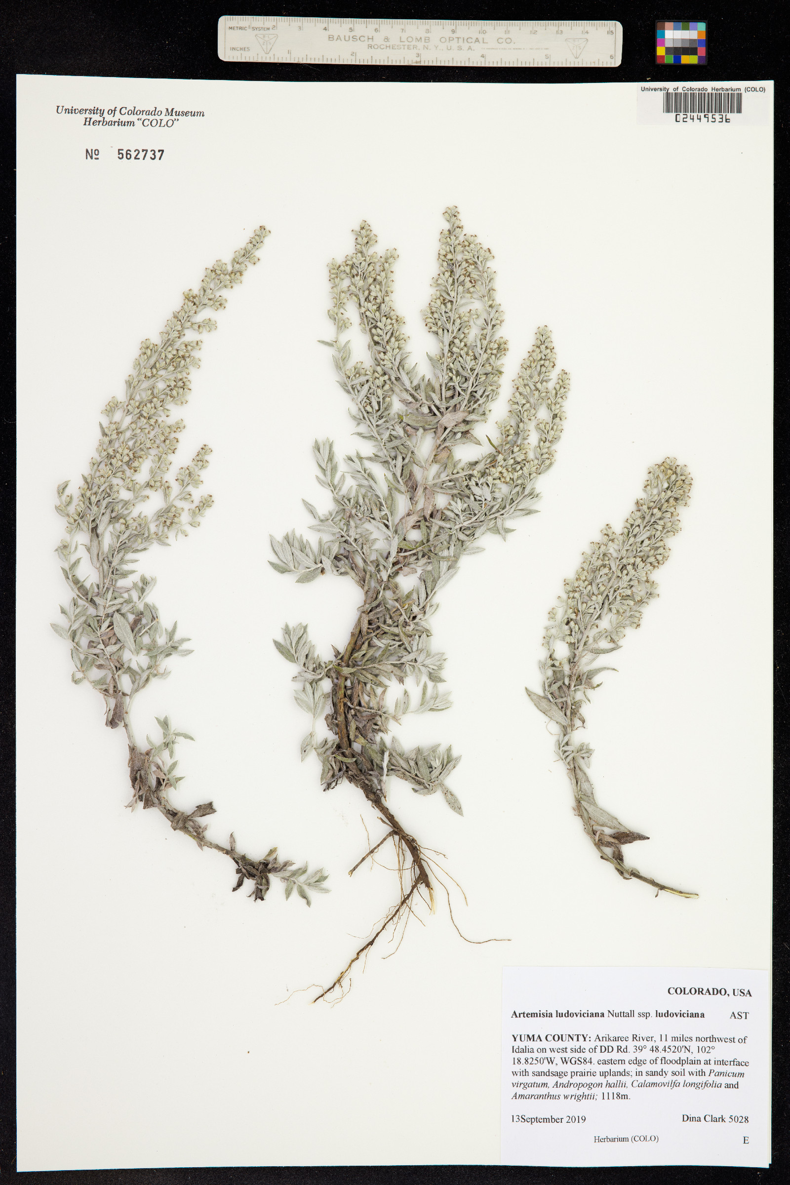 Artemisia ludoviciana ssp. ludoviciana image