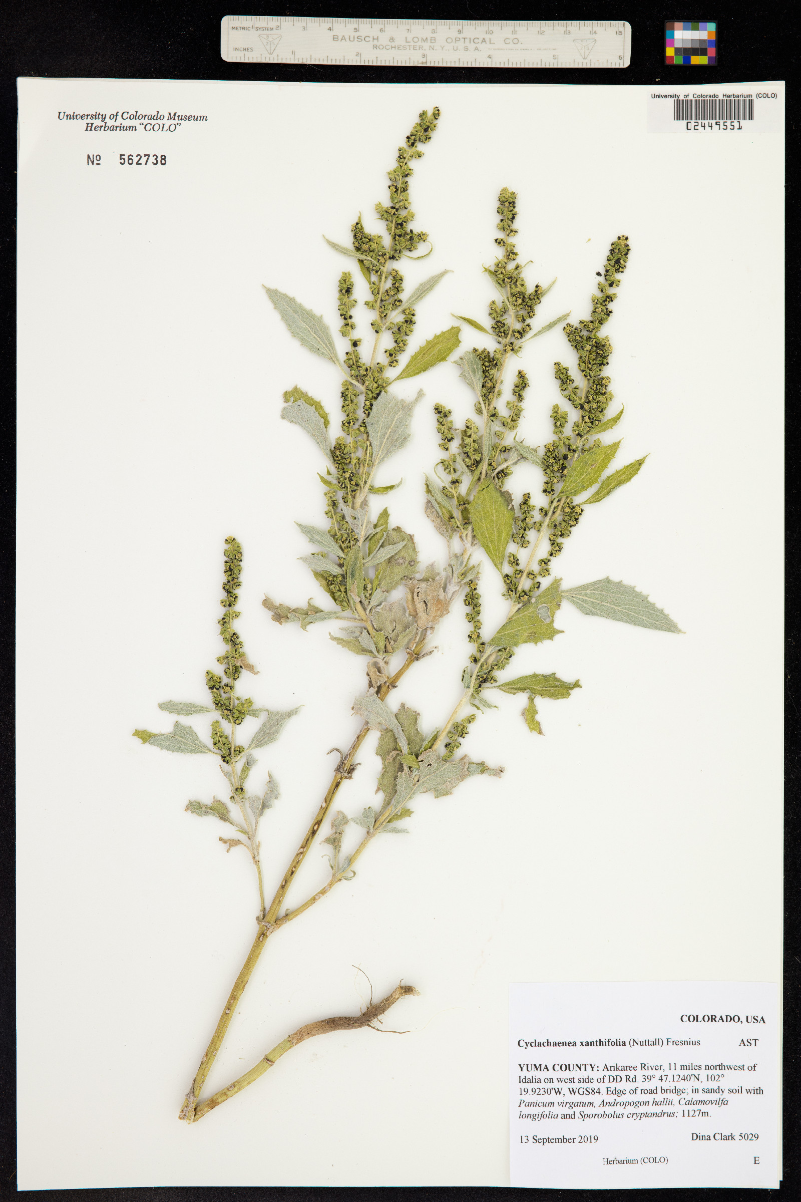 Cyclachaena xanthiifolia image