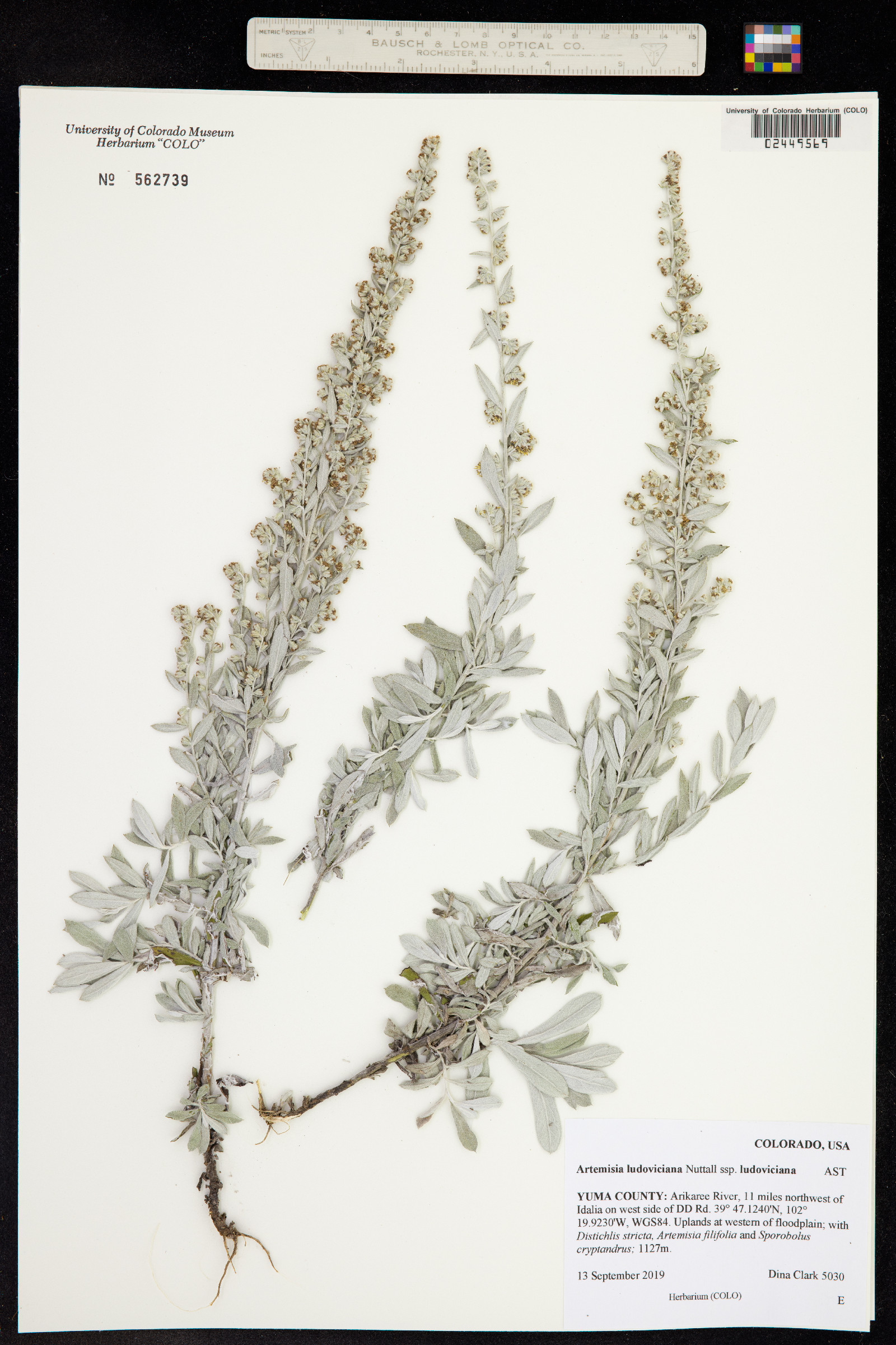 Artemisia ludoviciana ssp. ludoviciana image