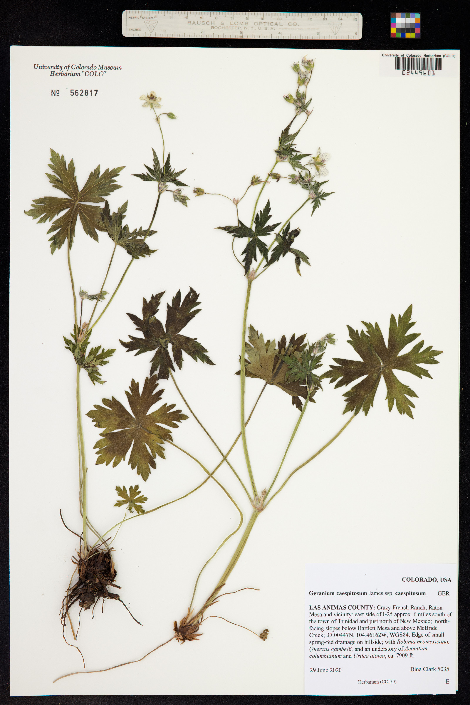 Geranium caespitosum image