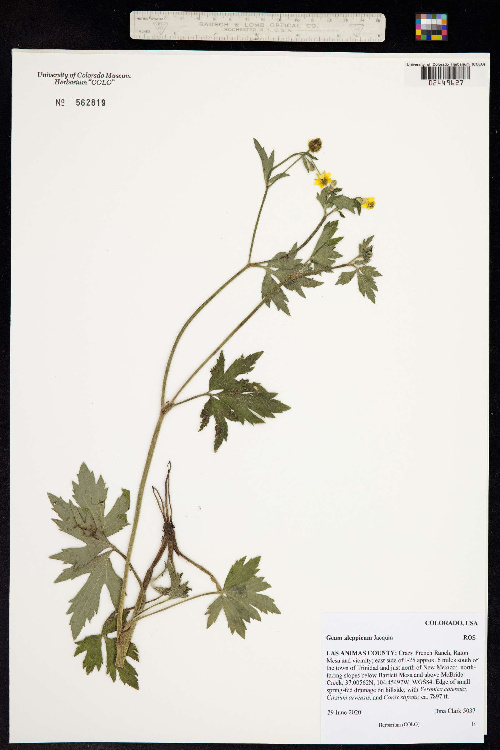 Geum aleppicum image