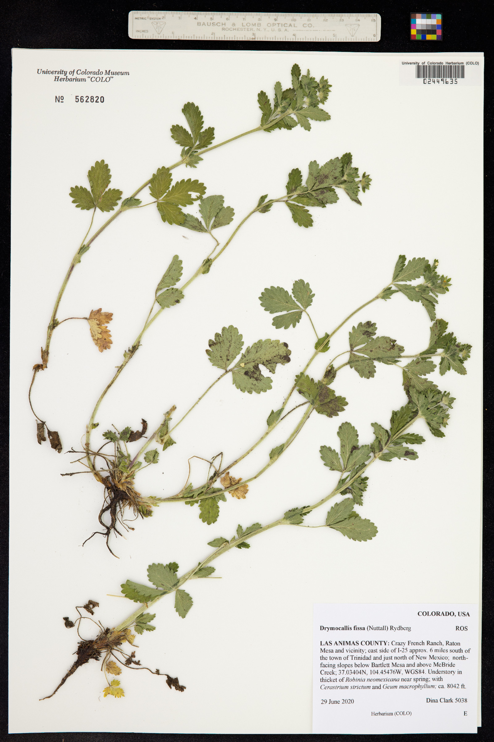 Potentilla norvegica image