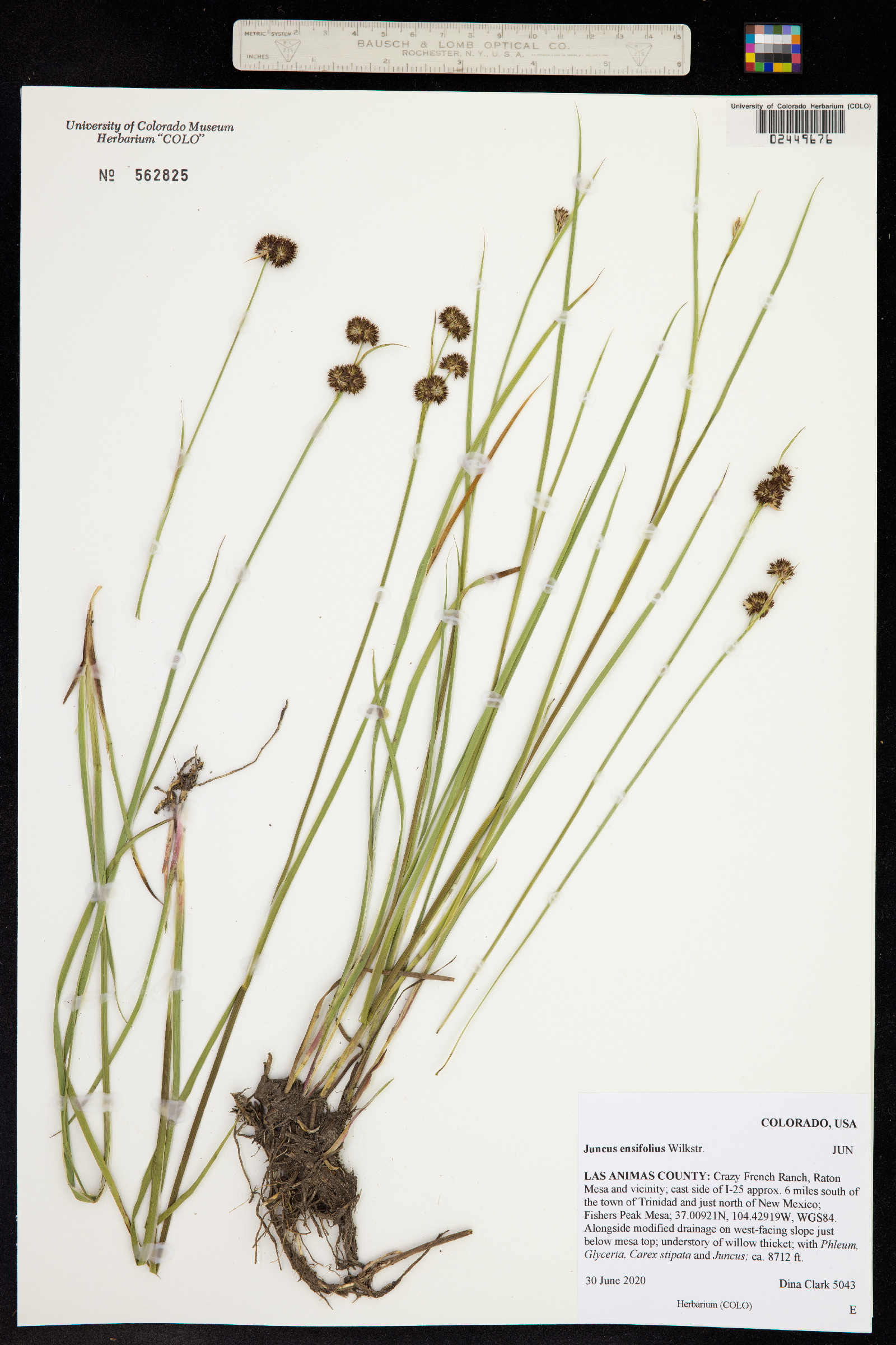 Juncus ensifolius image