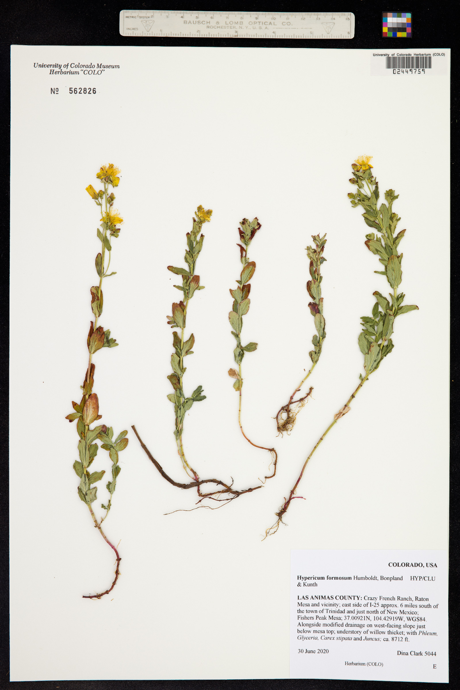 Hypericum formosum image