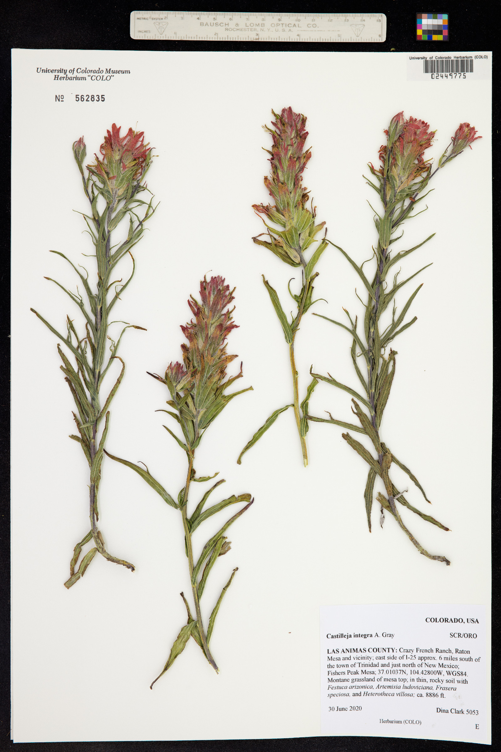 Castilleja integra image