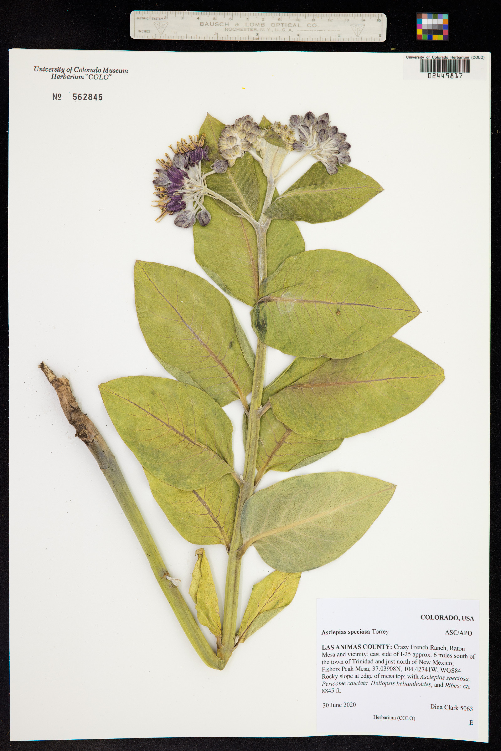 Asclepias speciosa image