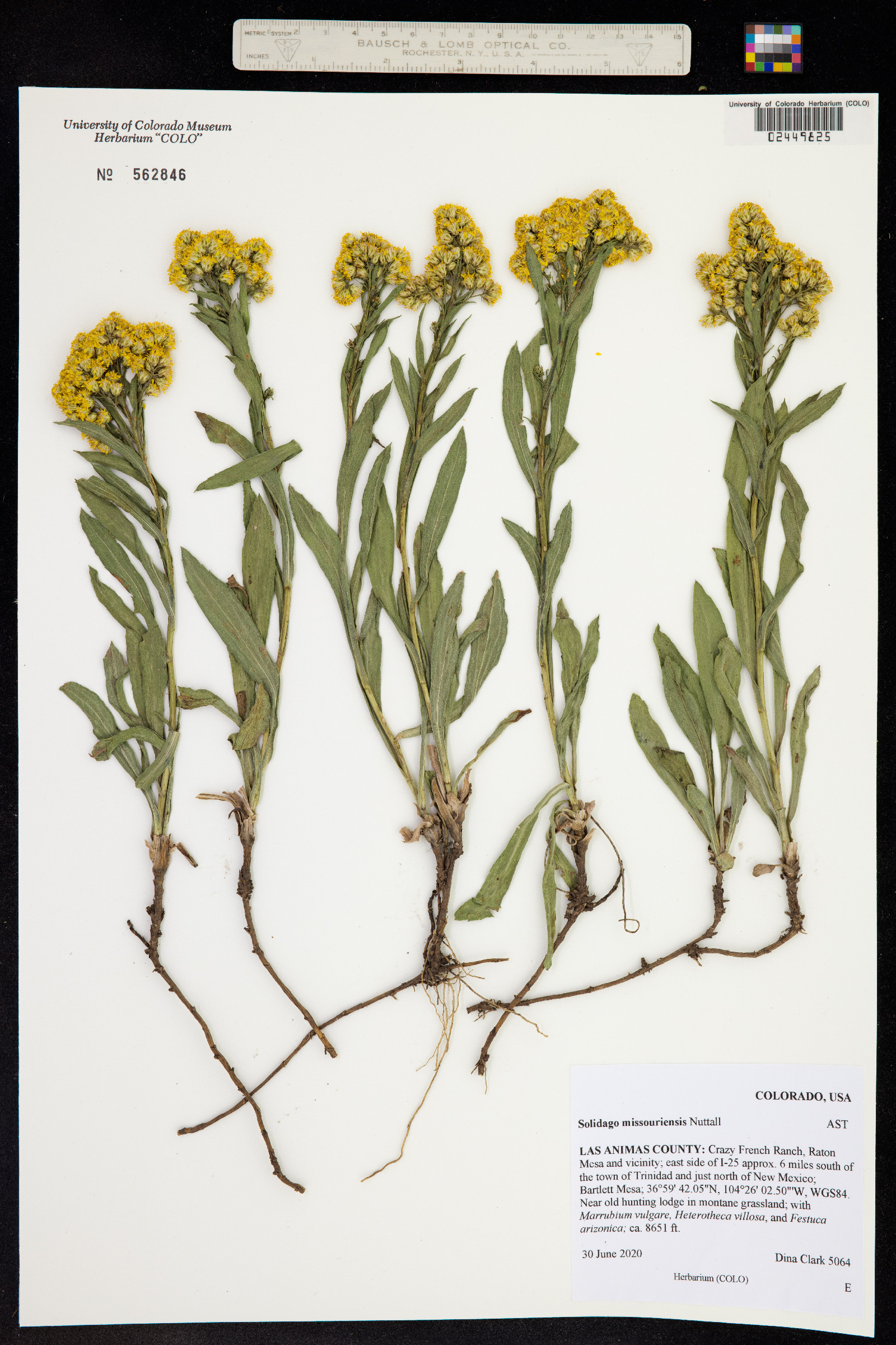 Solidago missouriensis image