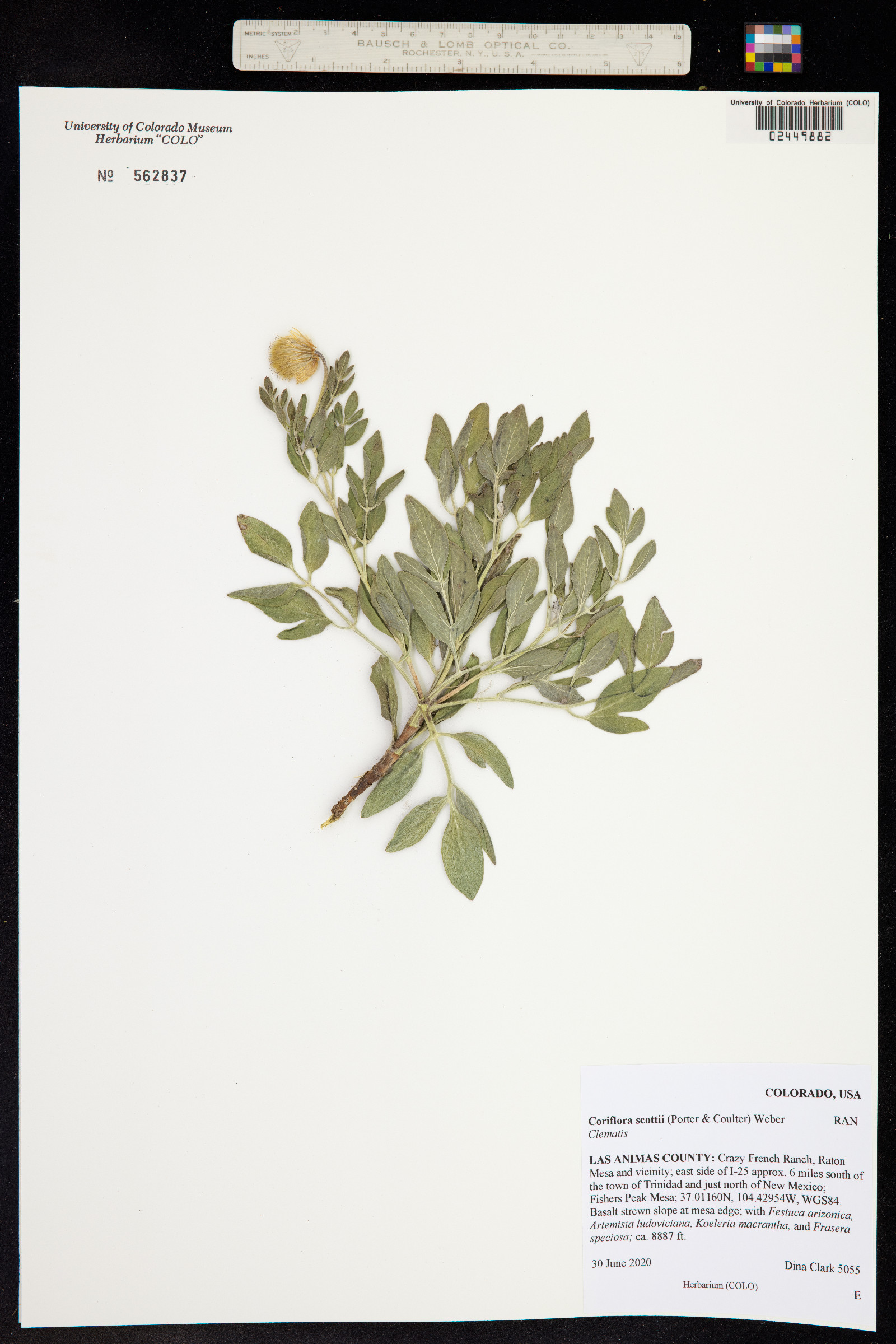 Coriflora scottii image