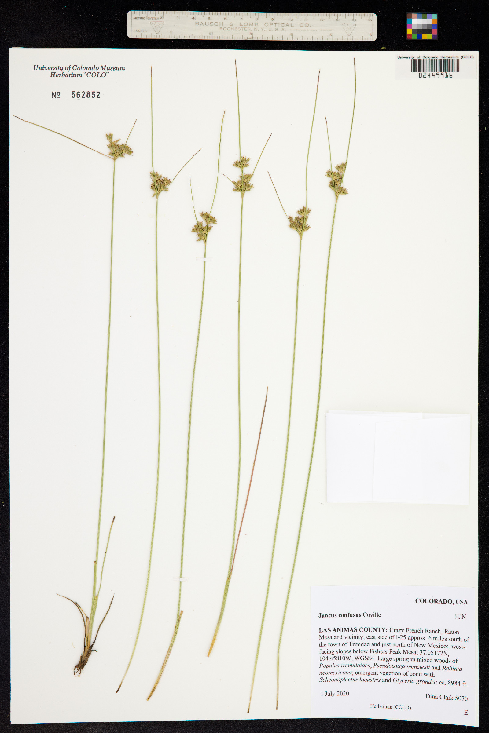 Juncus confusus image