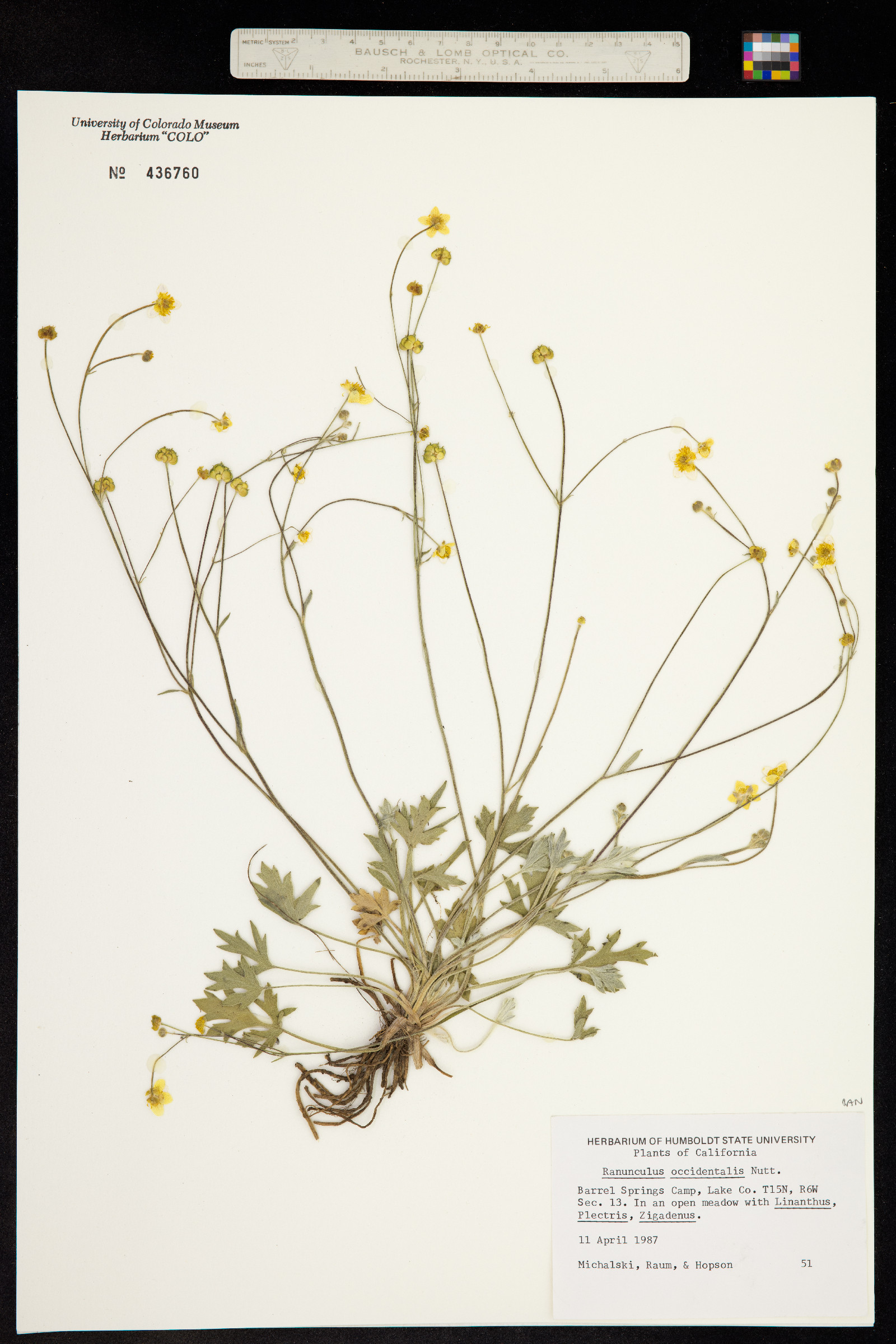 Ranunculus occidentalis image