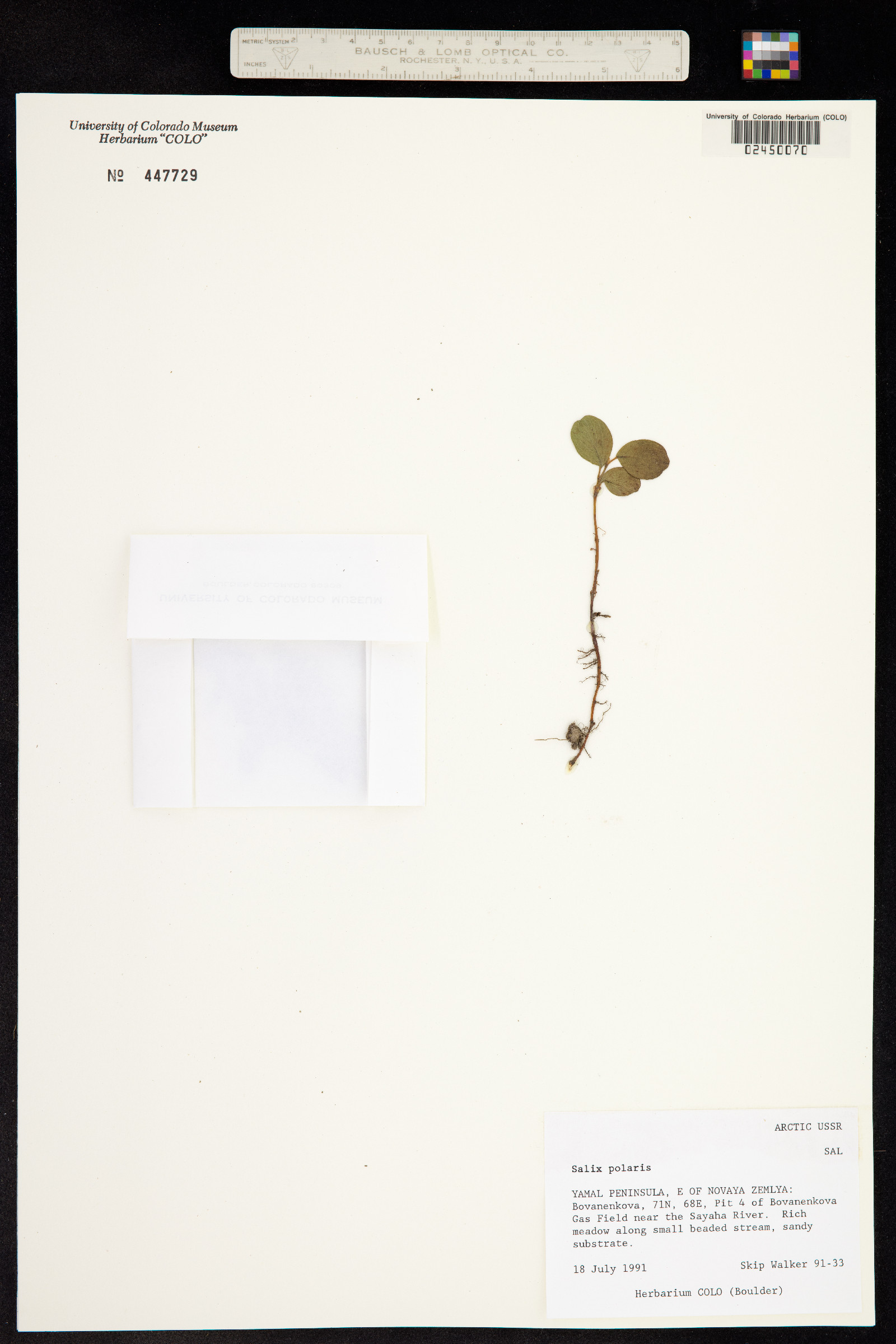 Salix polaris image