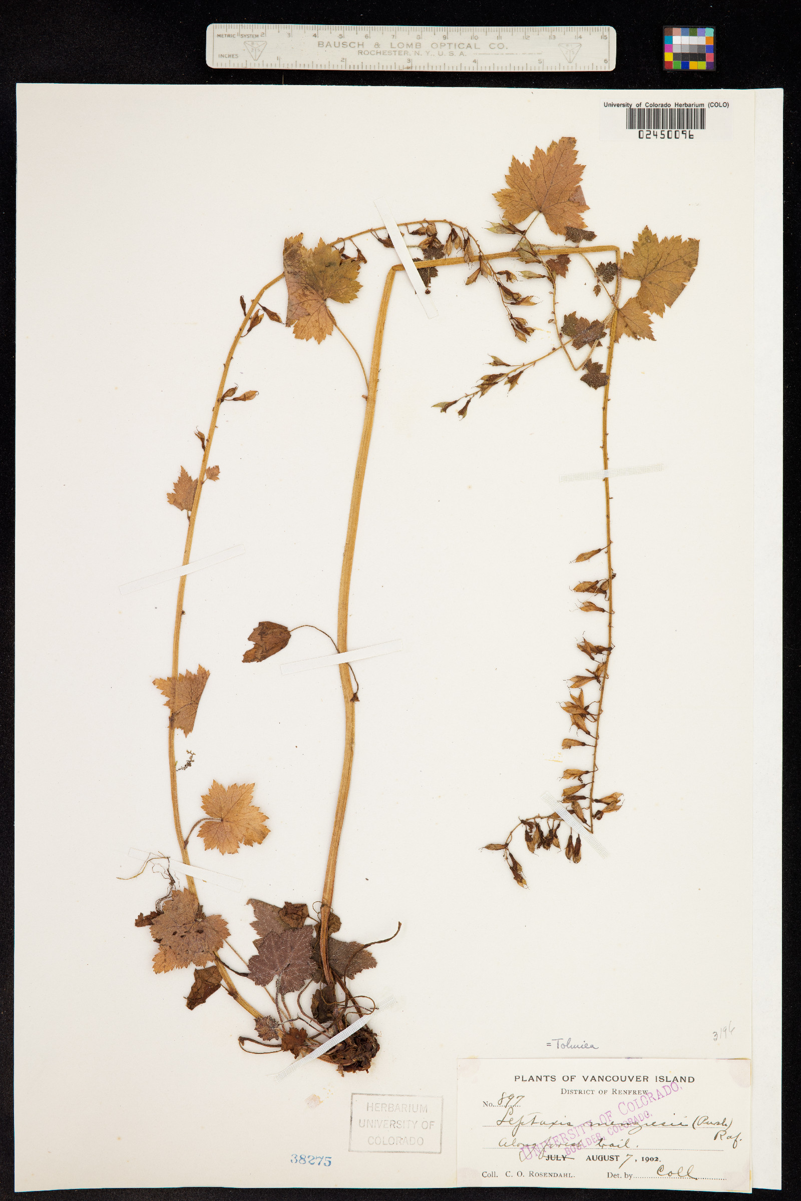 Tolmiea menziesii image