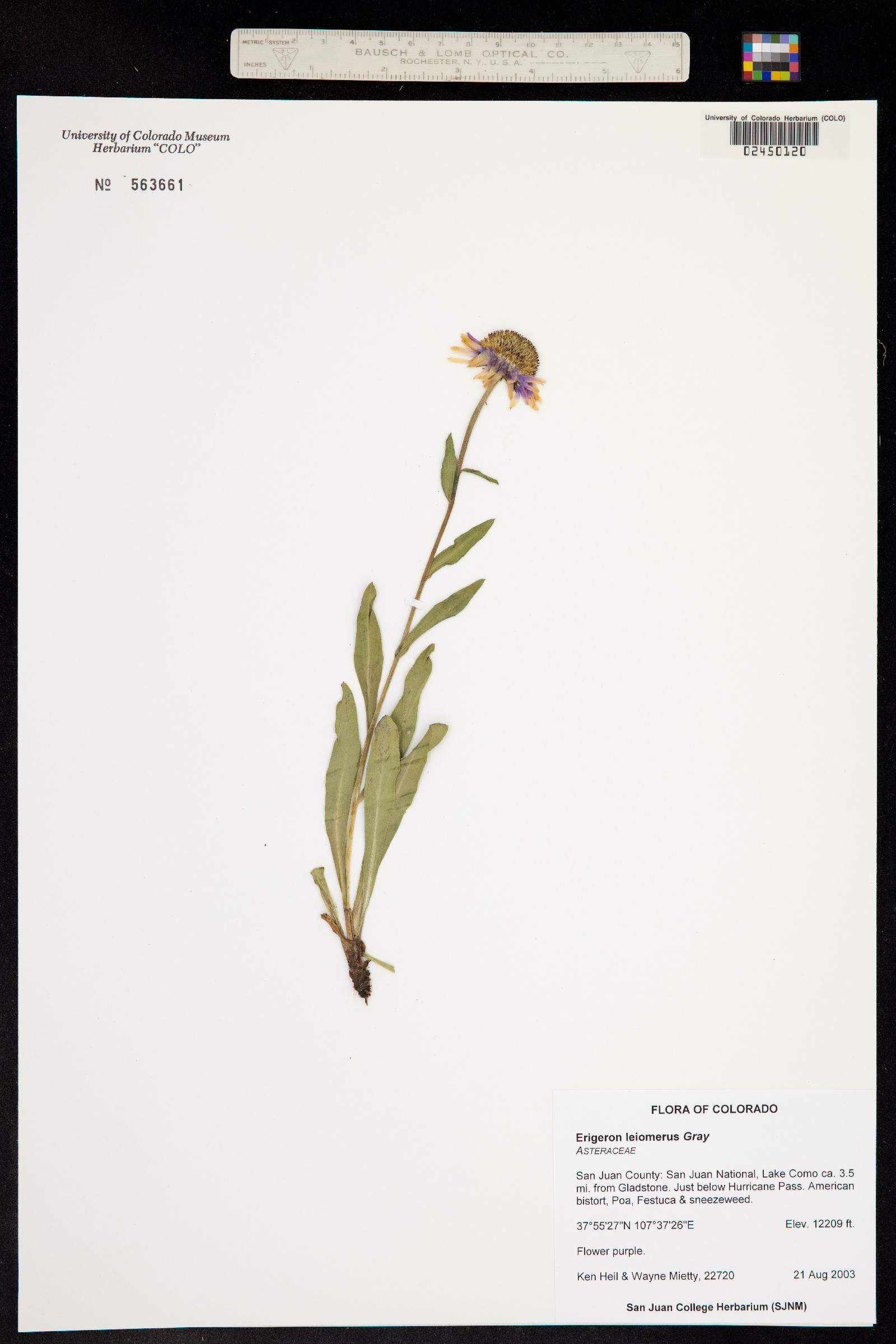 Erigeron leiomerus image