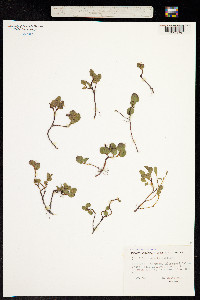 Salix polaris image