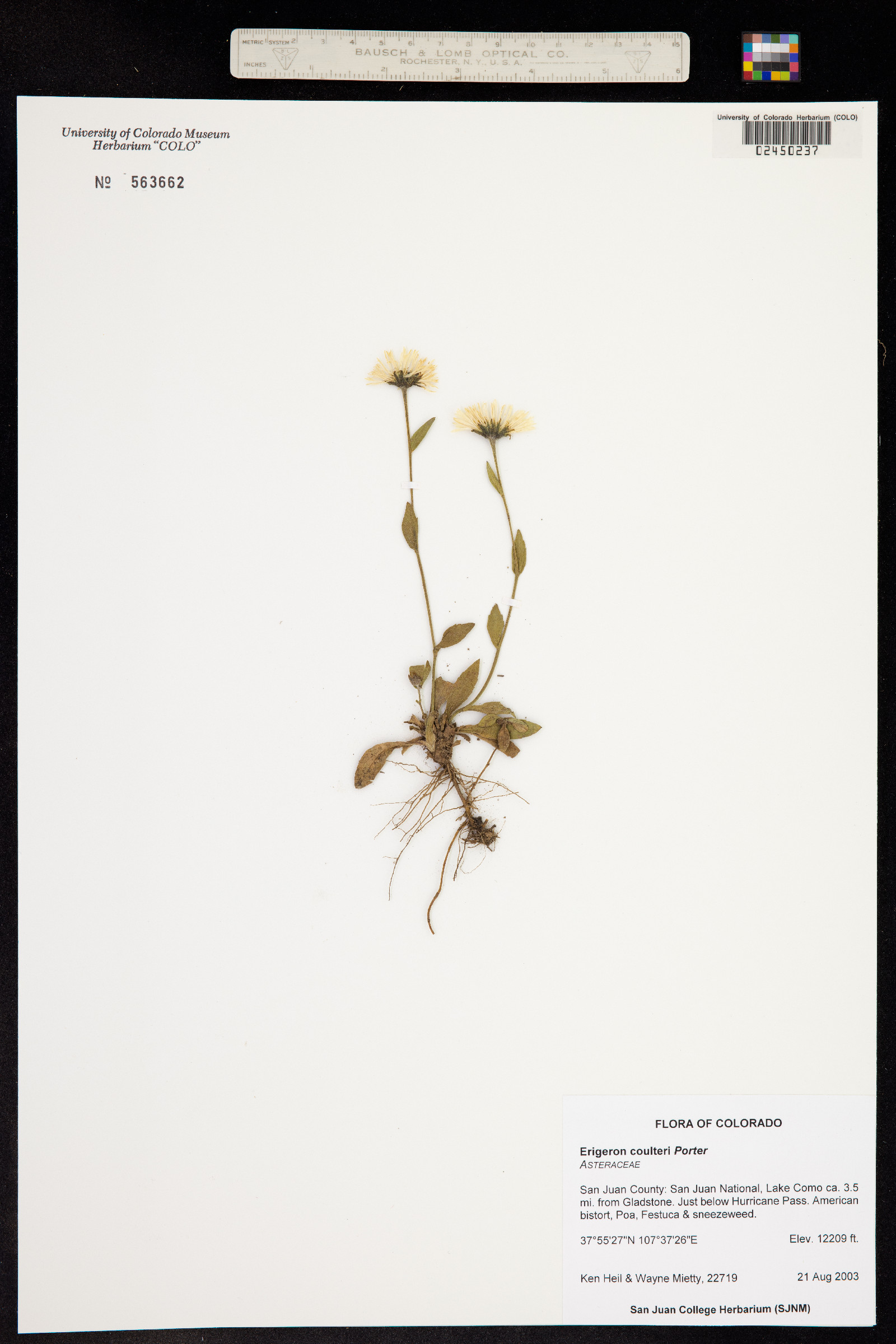 Erigeron coulteri image