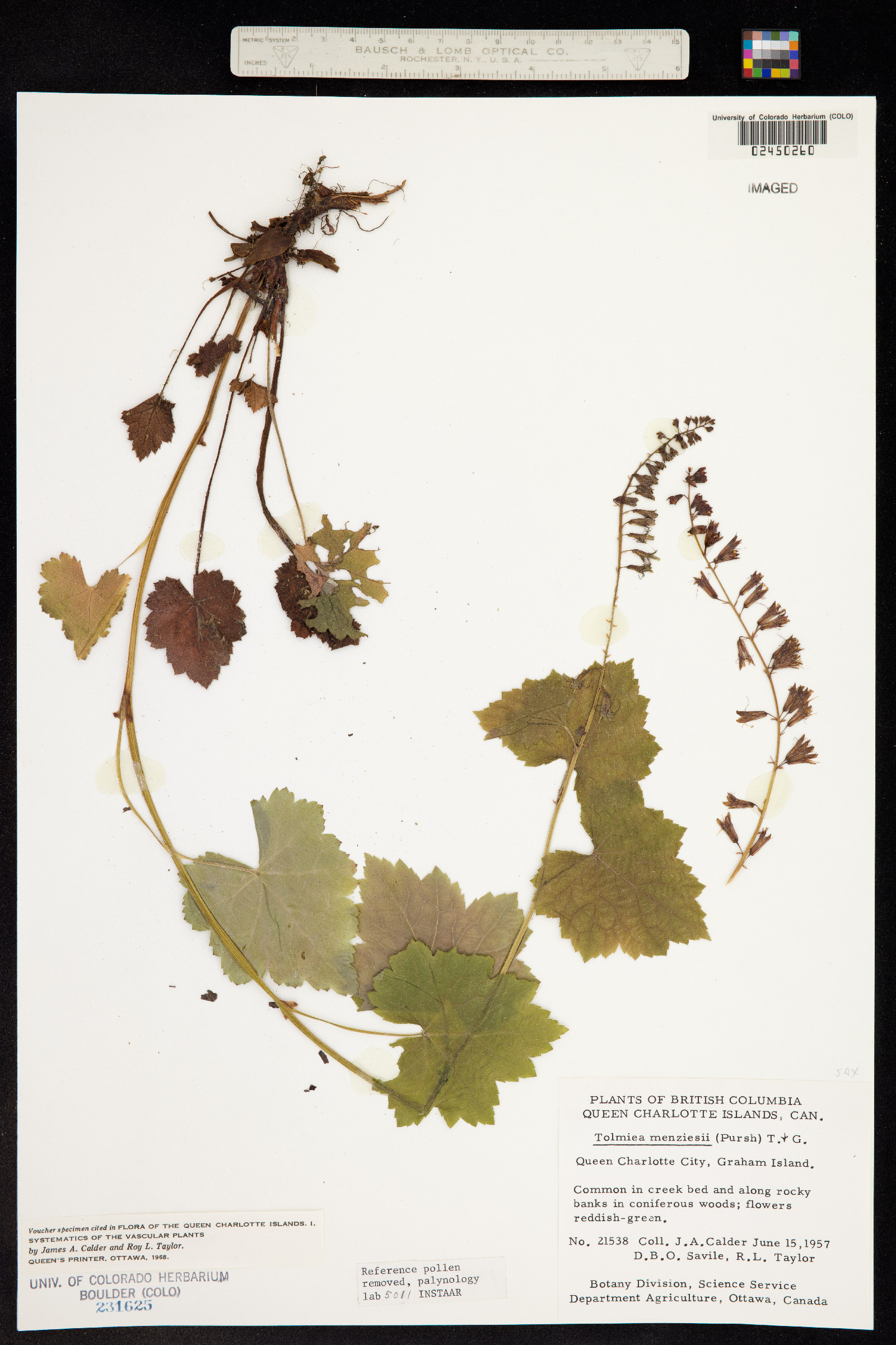 Tolmiea image