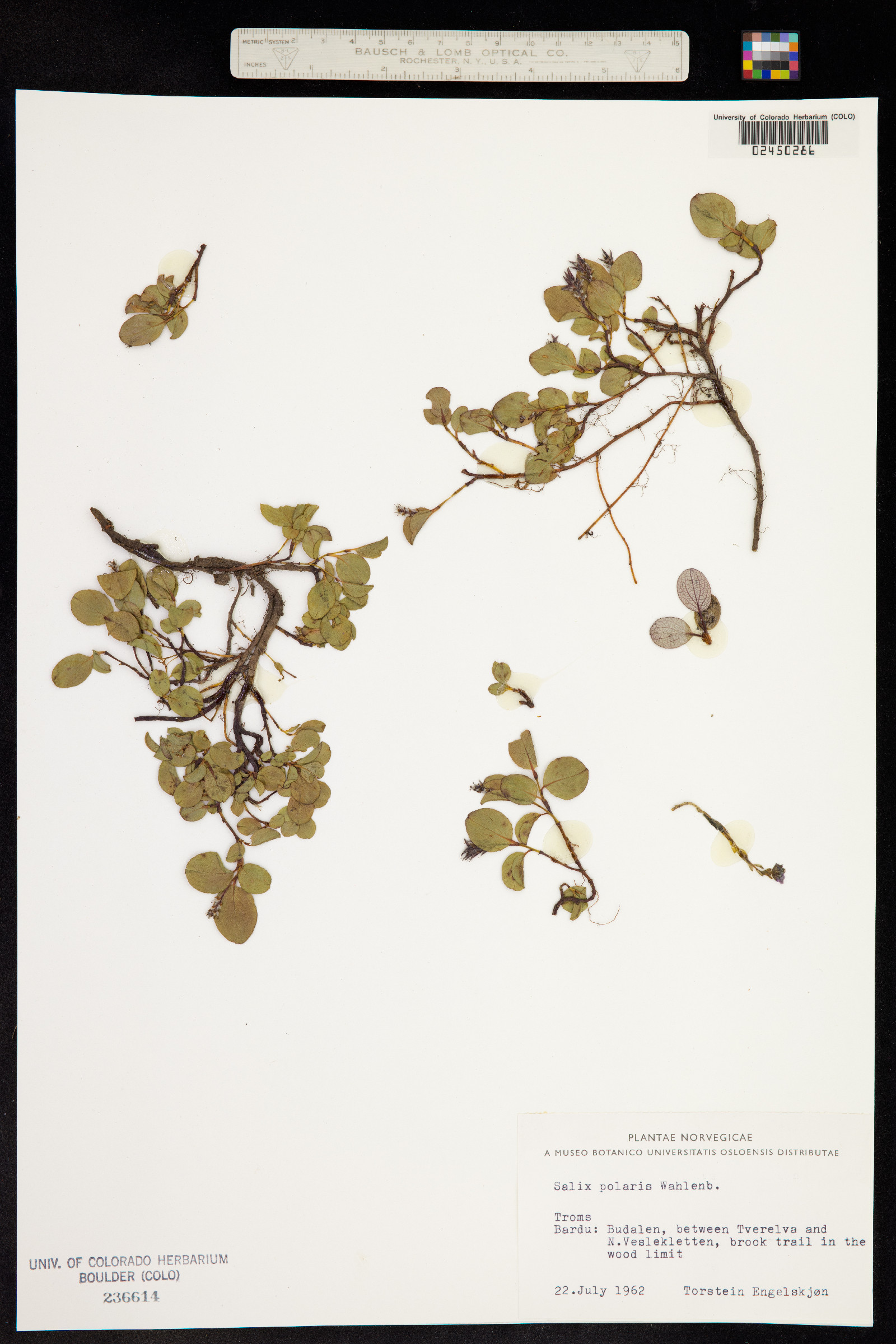 Salix polaris image