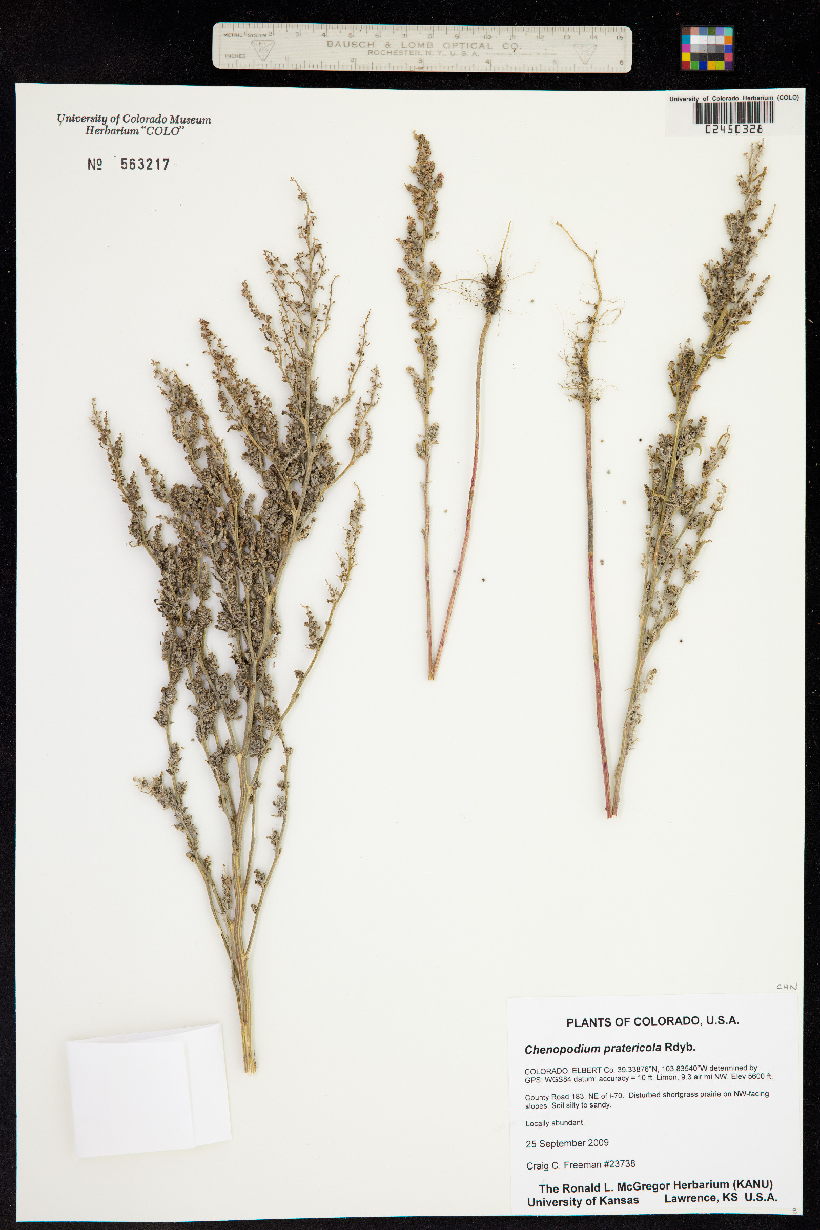 Chenopodium pratericola image