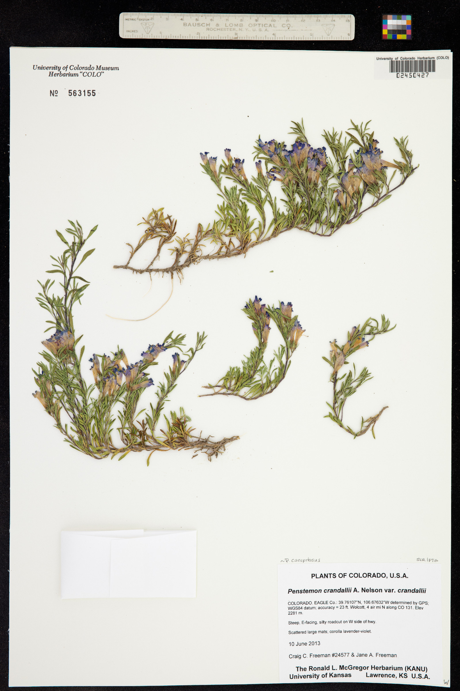 Penstemon crandallii image