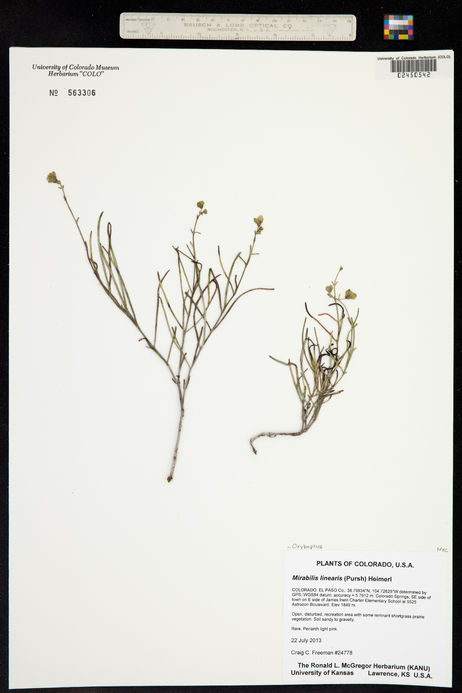 Mirabilis linearis var. linearis image
