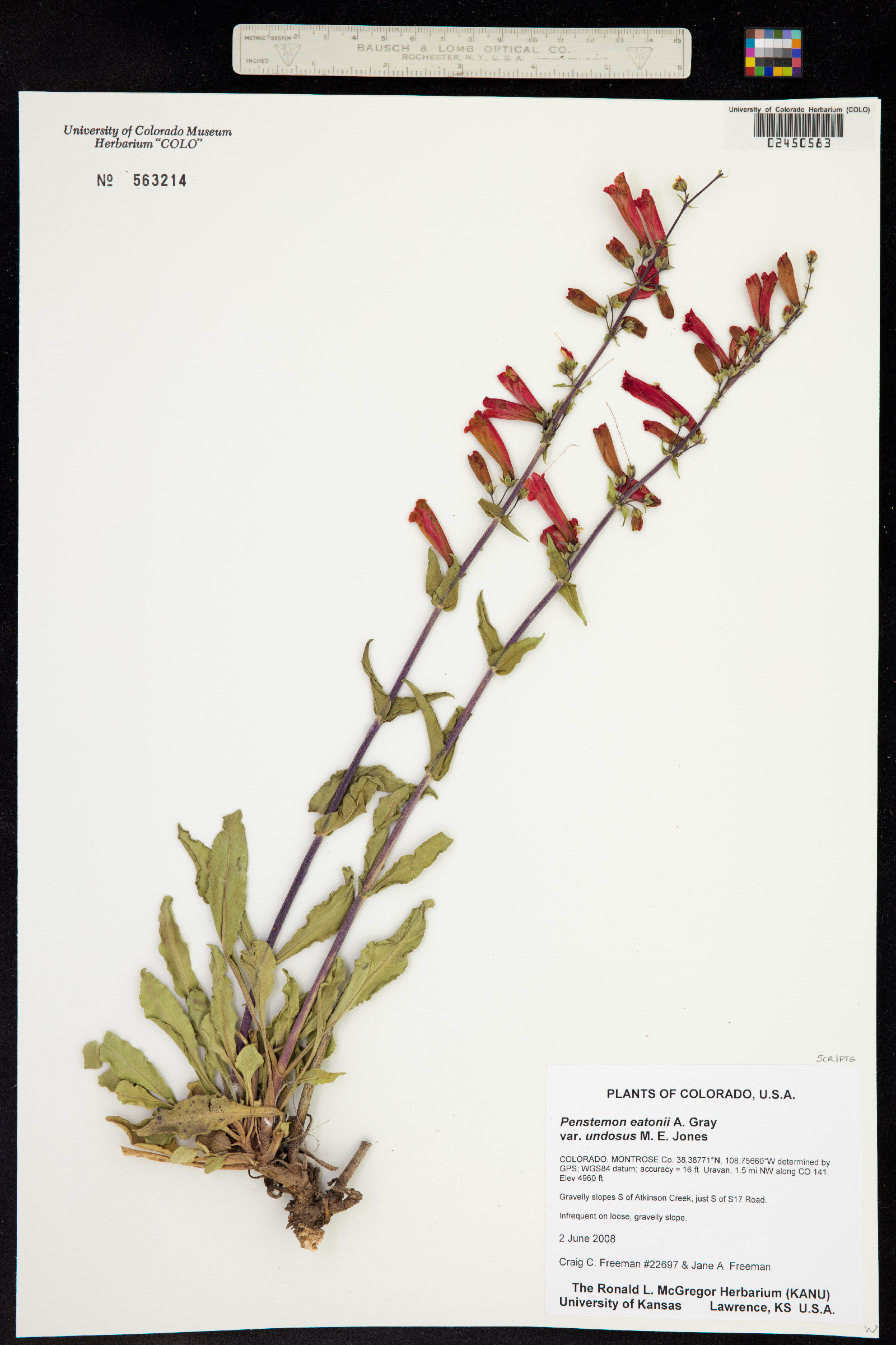 Penstemon eatonii ssp. undosus image