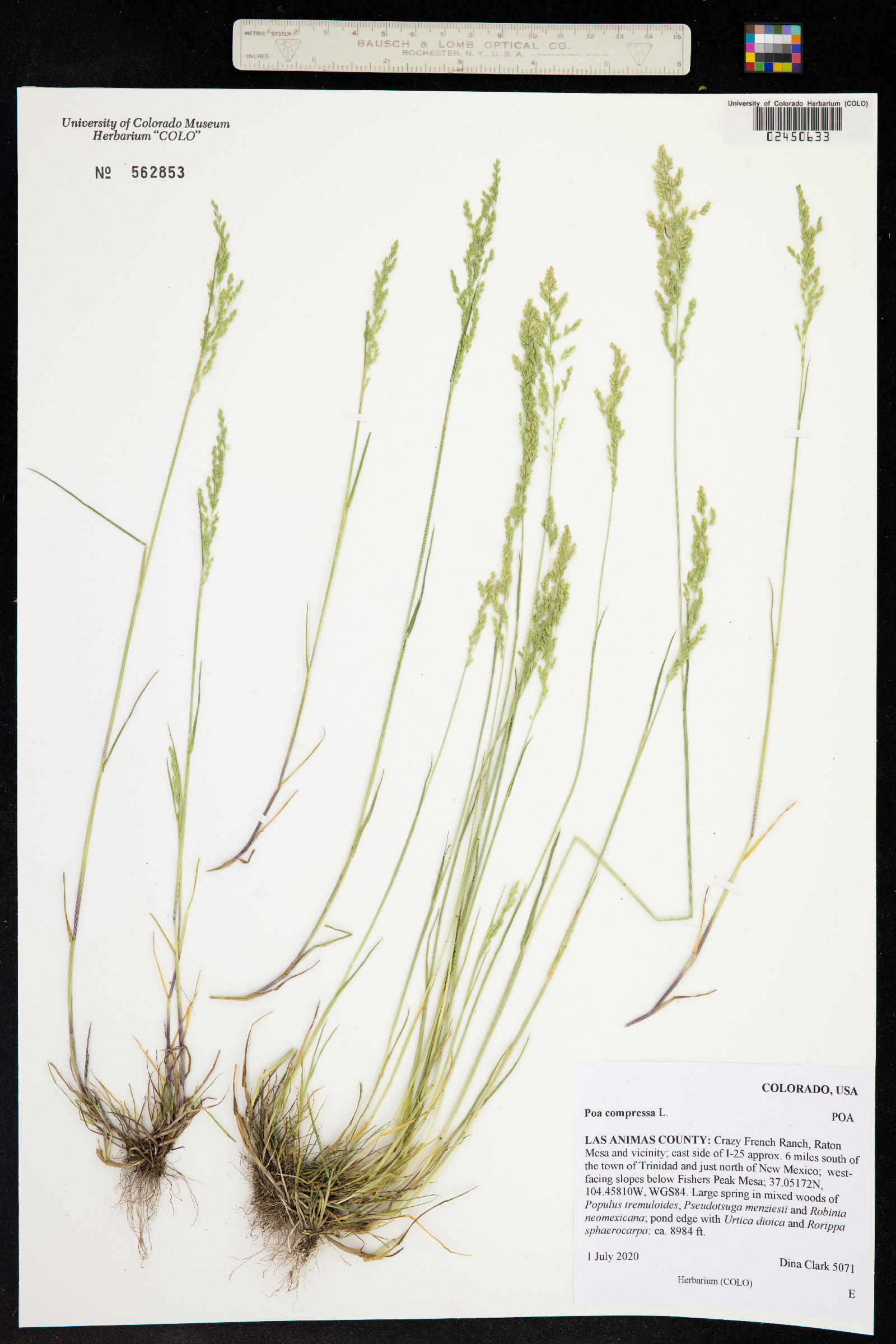 Poa compressa image