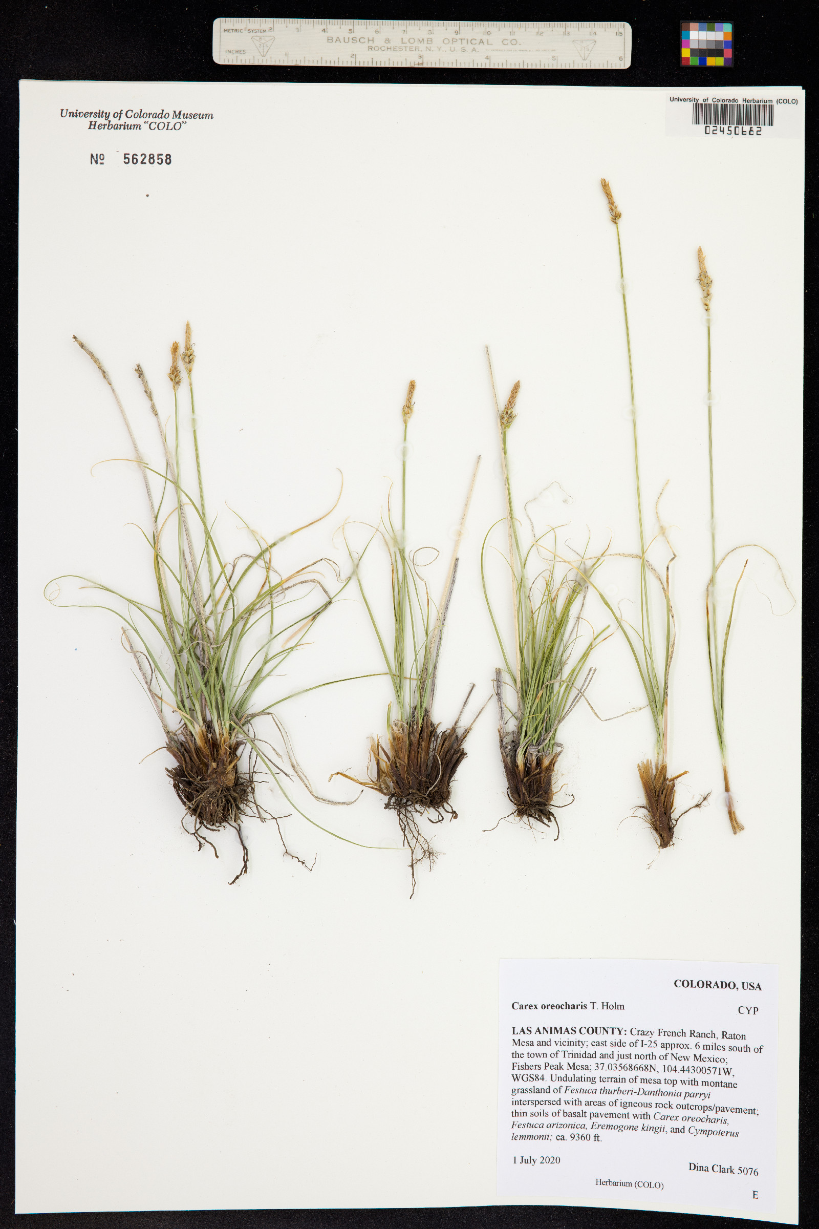 Carex oreocharis image